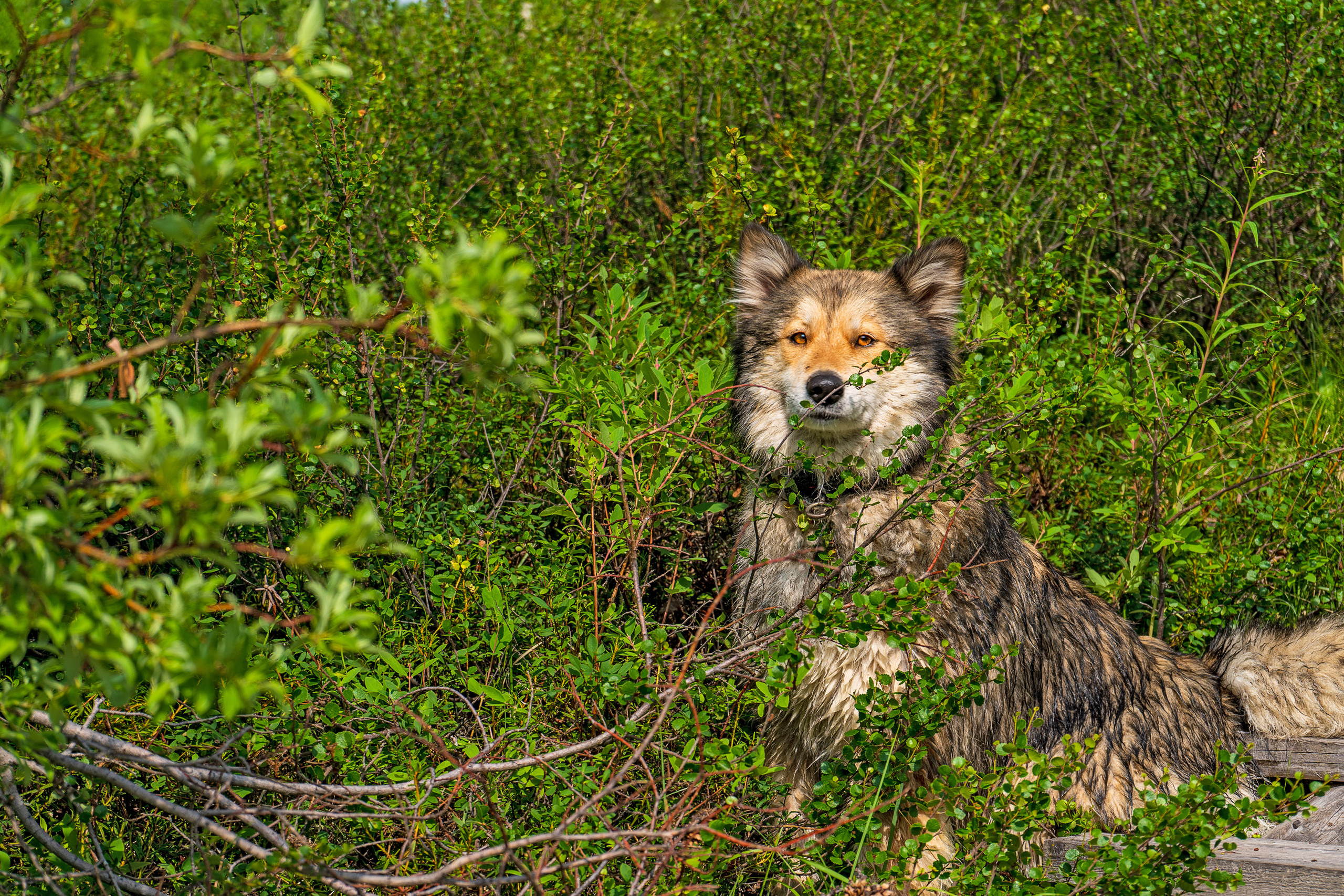 фото собаки