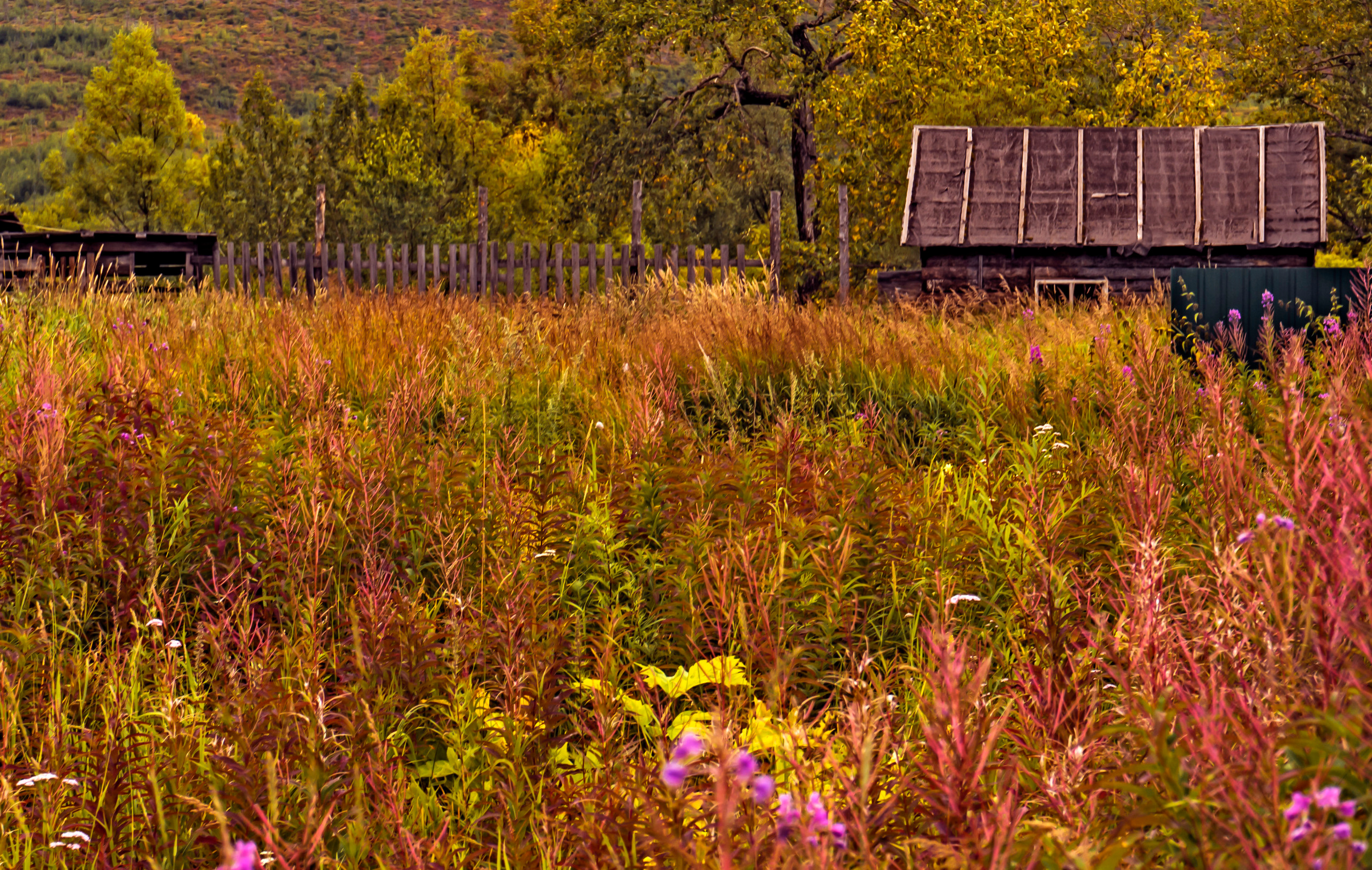 Осень. Фотограф Ворошилов Дмитрий. Эссо. Камчатка