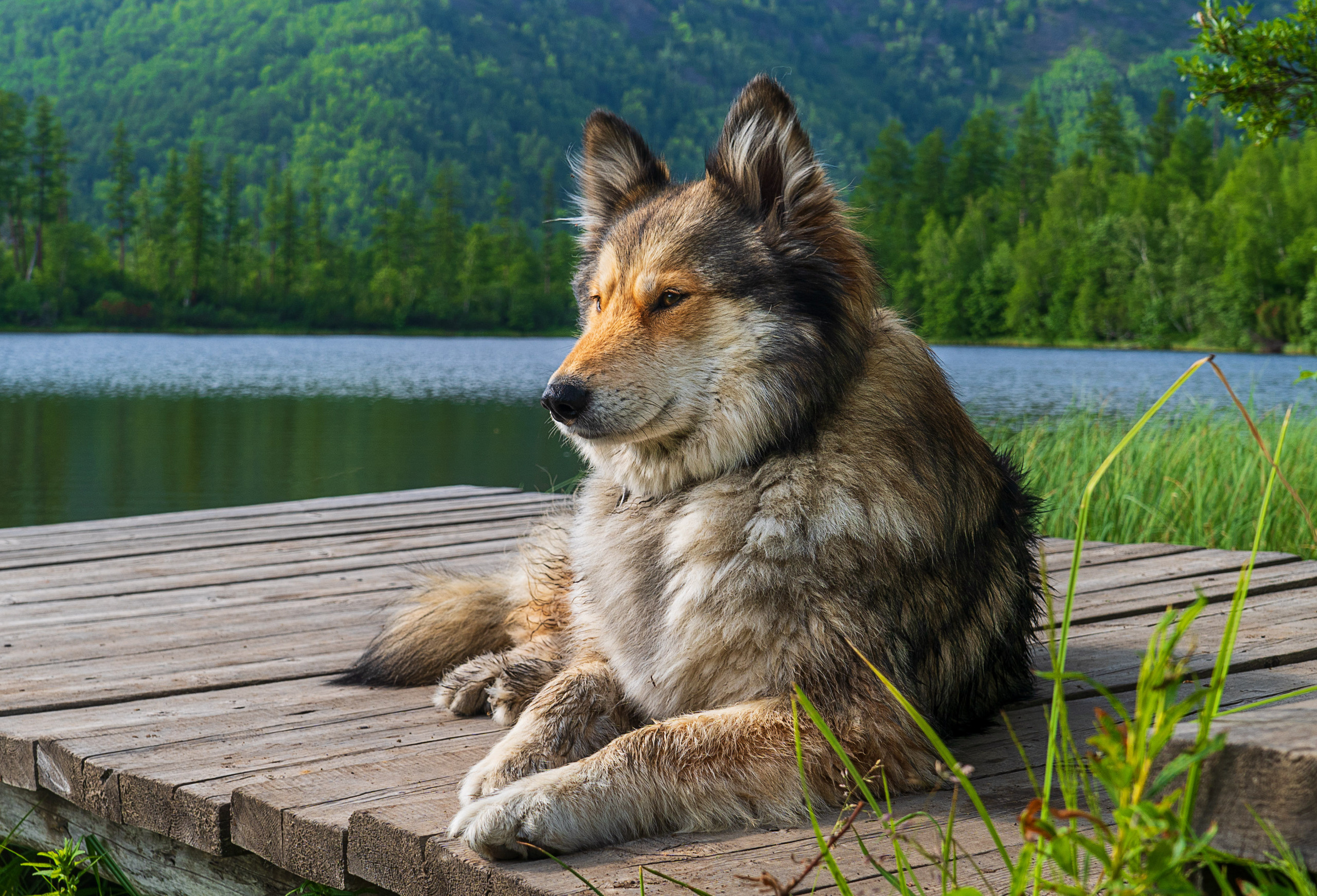фото собаки