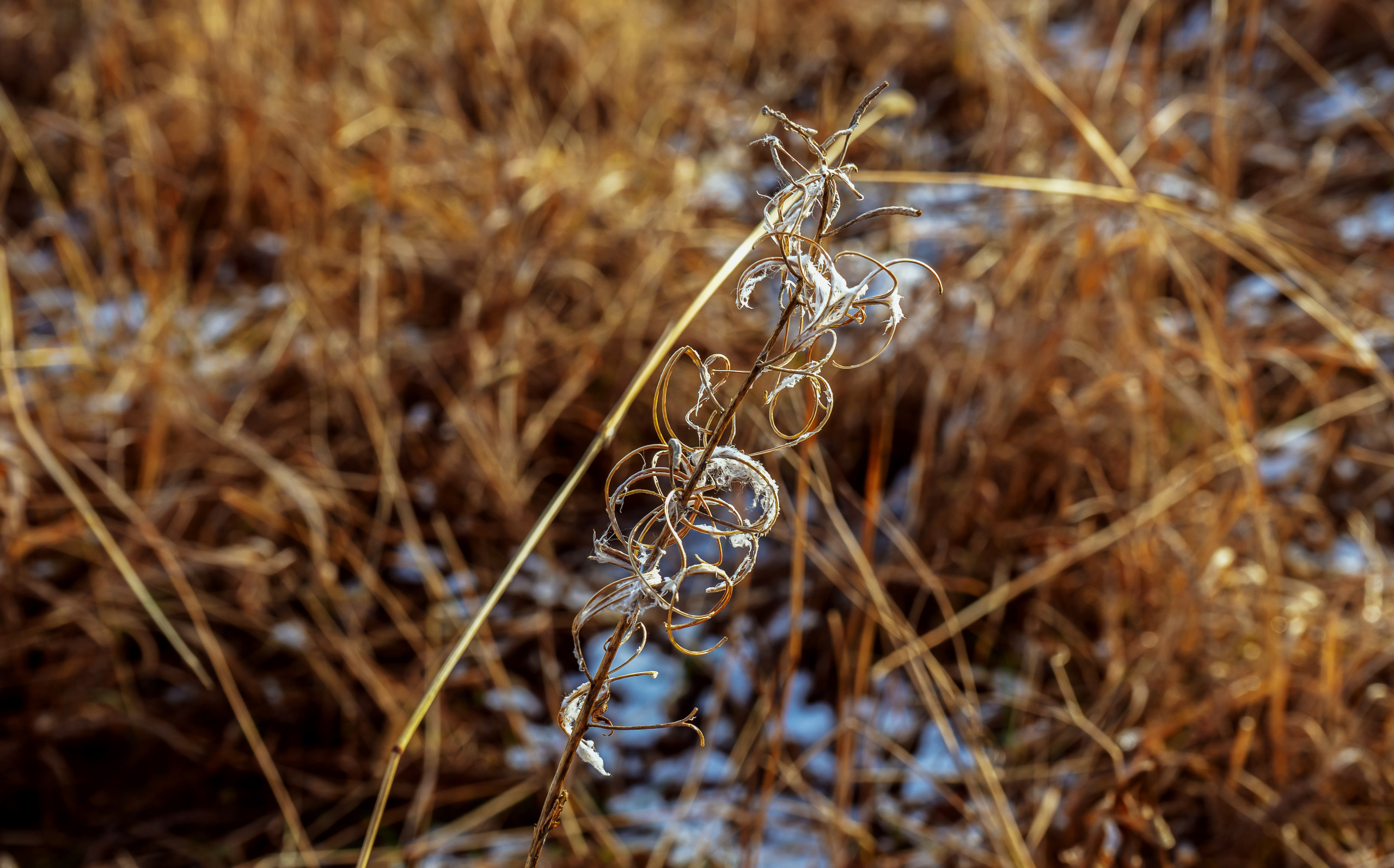 Осень. Фотограф Ворошилов Дмитрий. Эссо. Камчатка