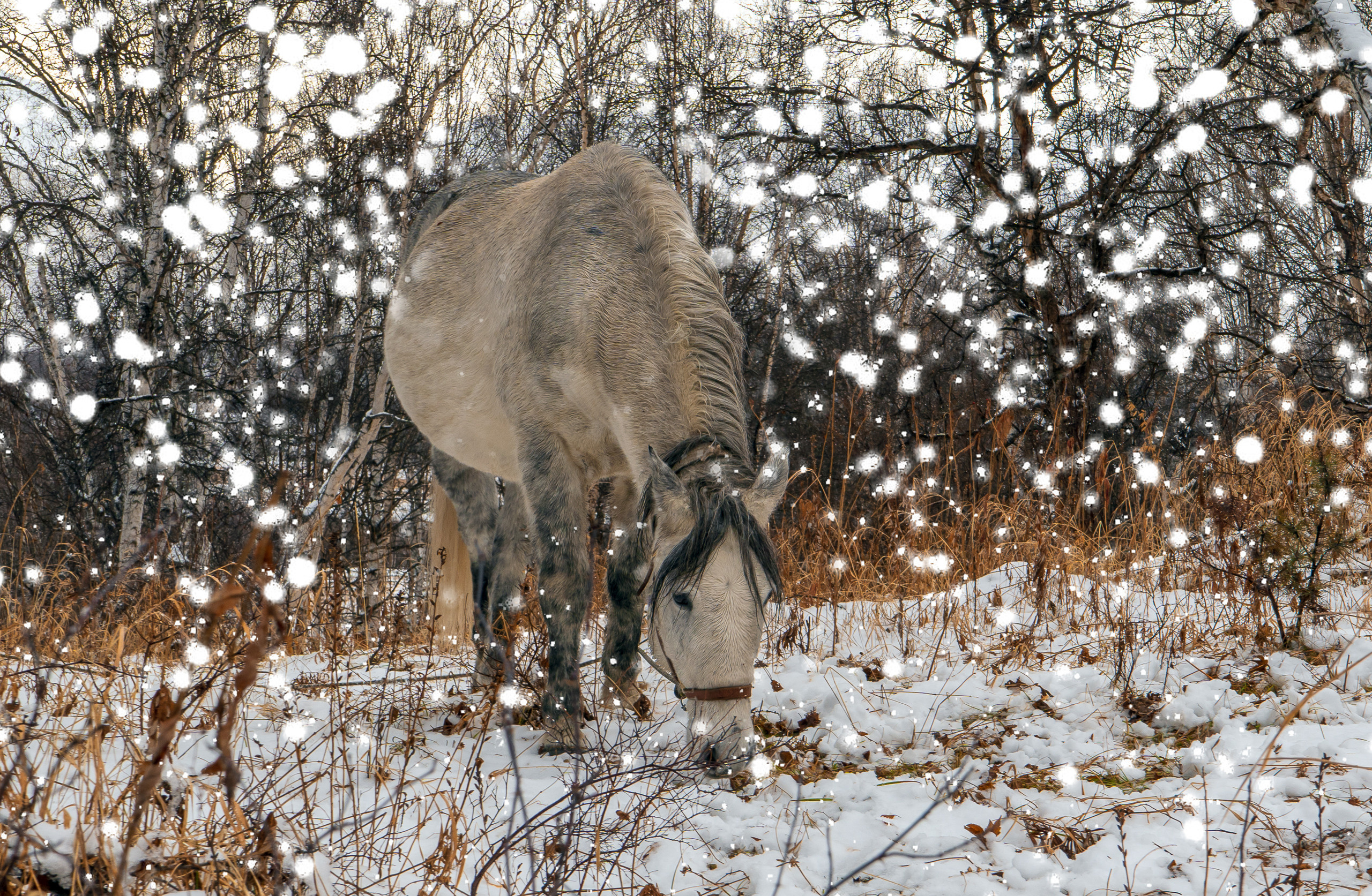 эссо фотокамчатка фото