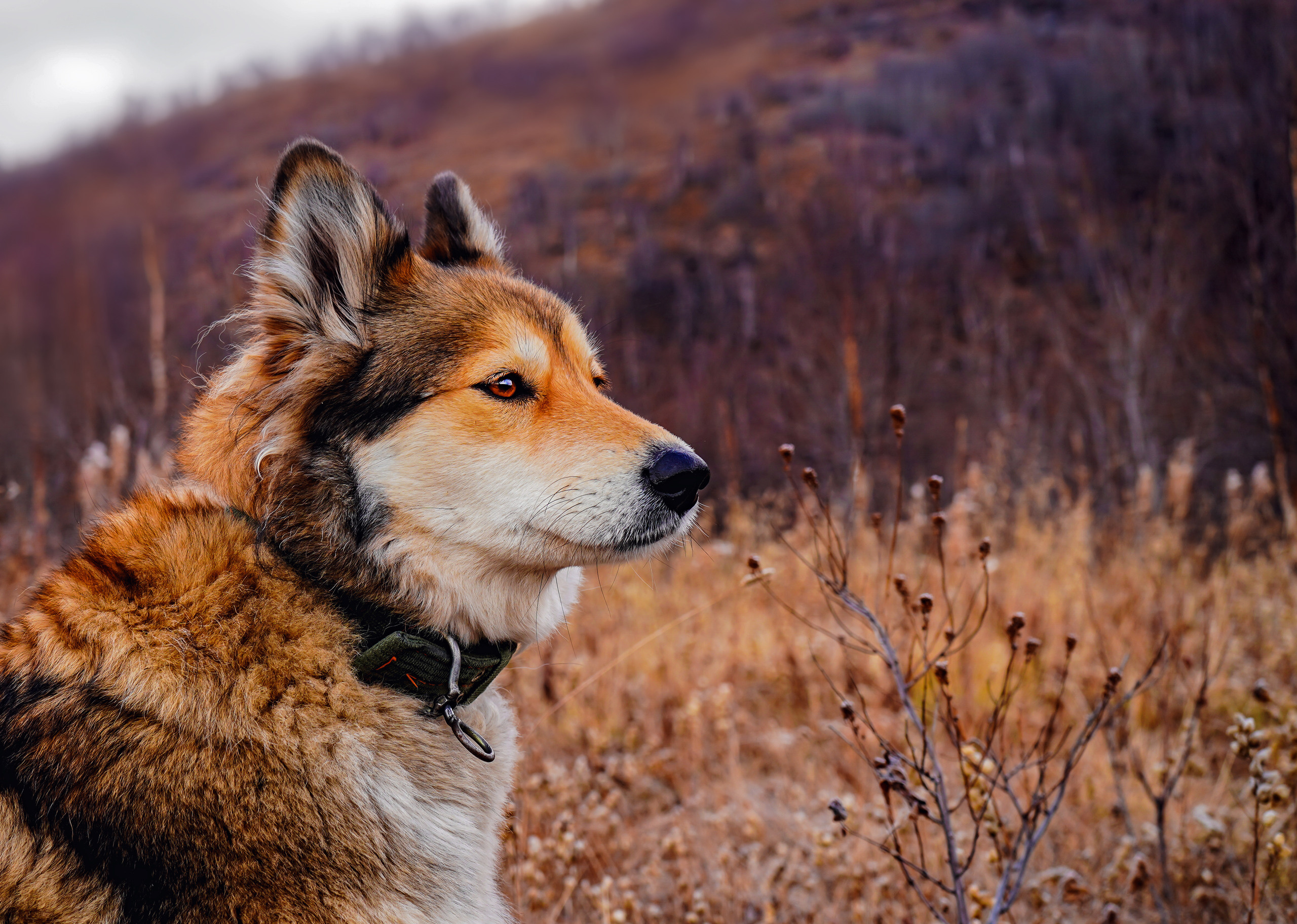 фото собаки