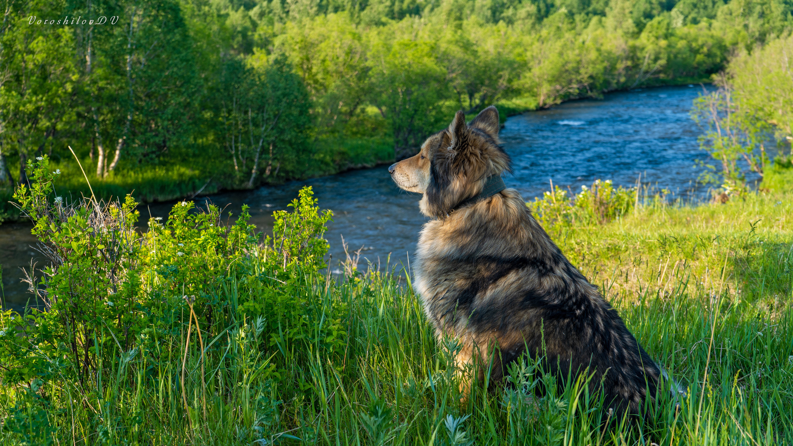 фото собаки