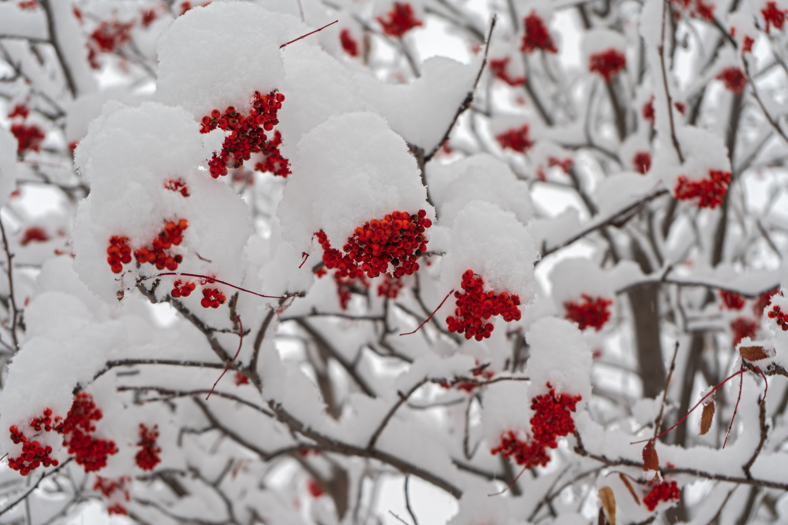 эссо фотокамчатка фото