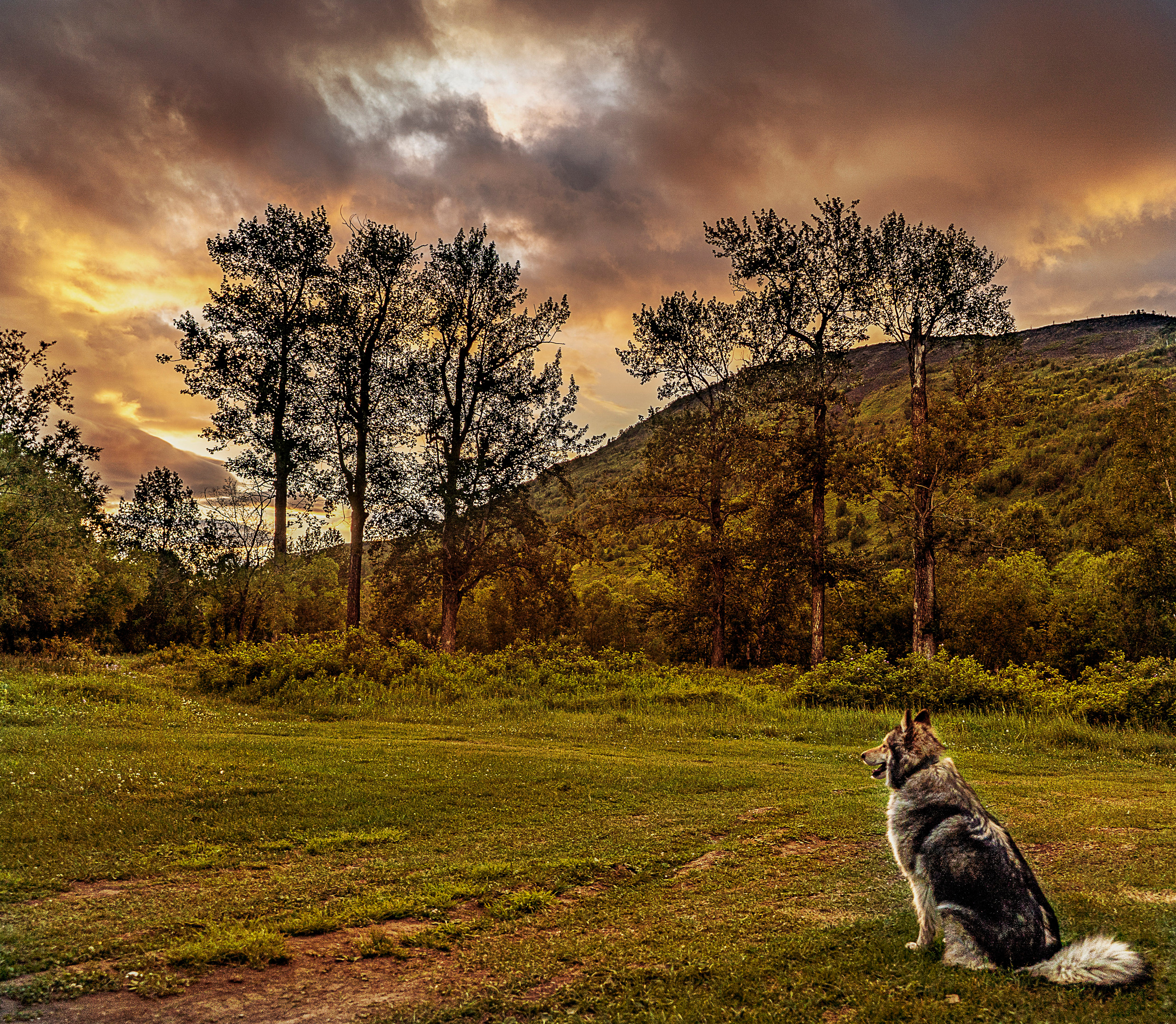 фото собаки