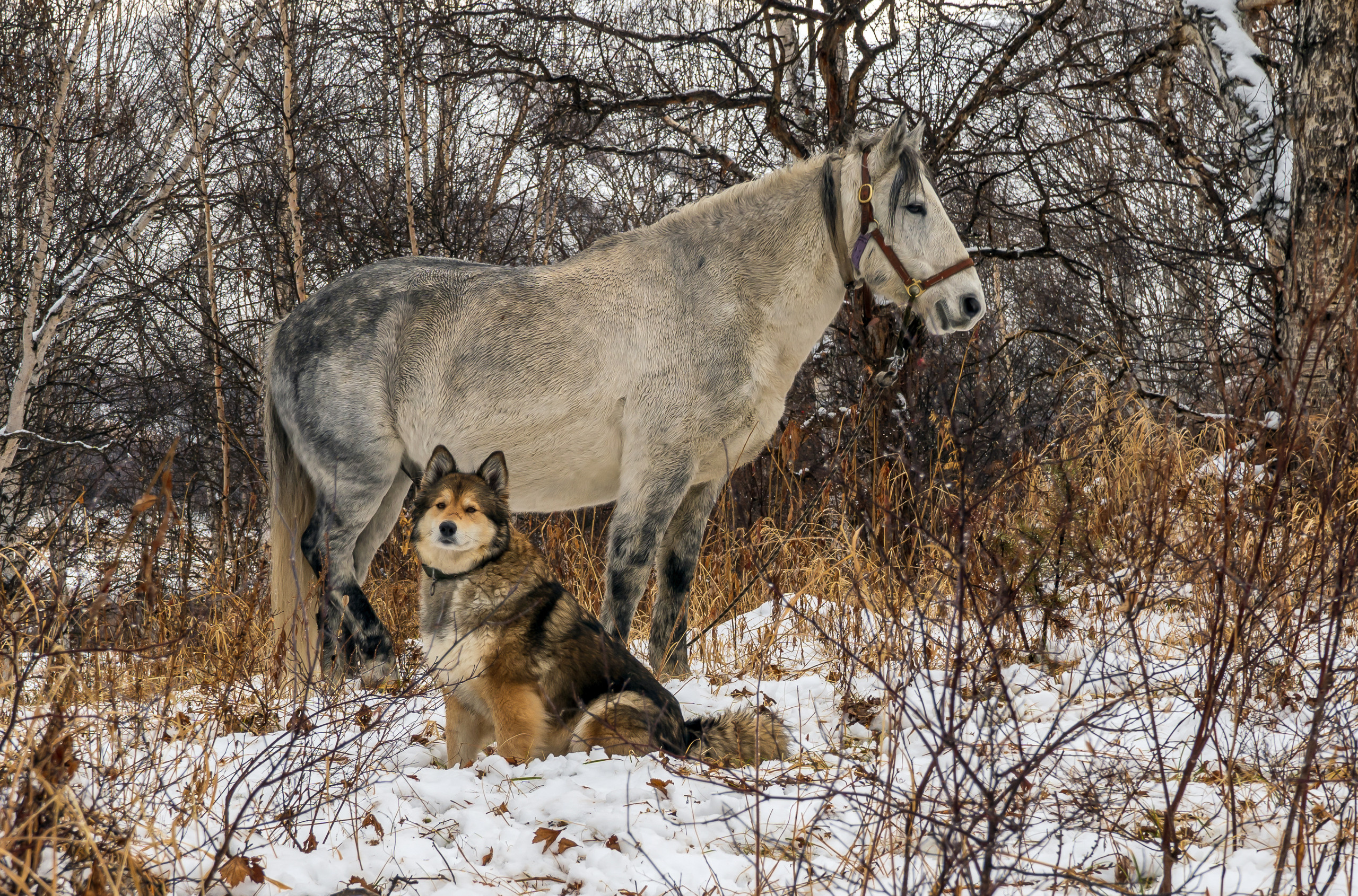Моя Найда. Фотограф Ворошилов Дмитрий. Эссо. Камчатка