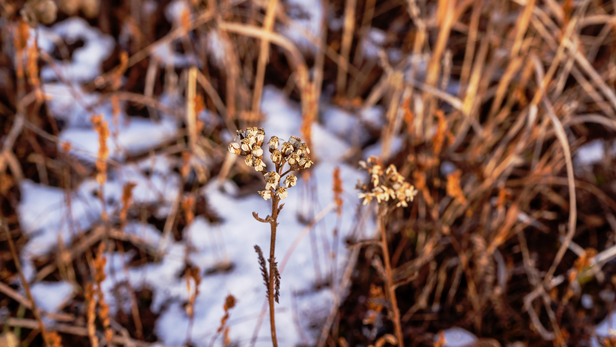 Осень. Фотограф Ворошилов Дмитрий. Эссо. Камчатка
