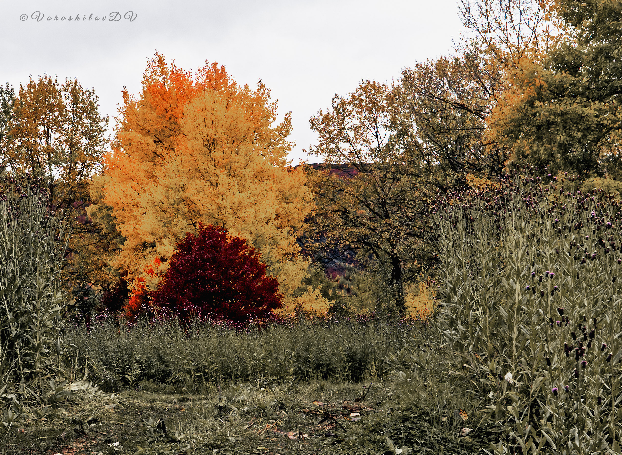 Осень. Фотограф Ворошилов Дмитрий. Эссо. Камчатка