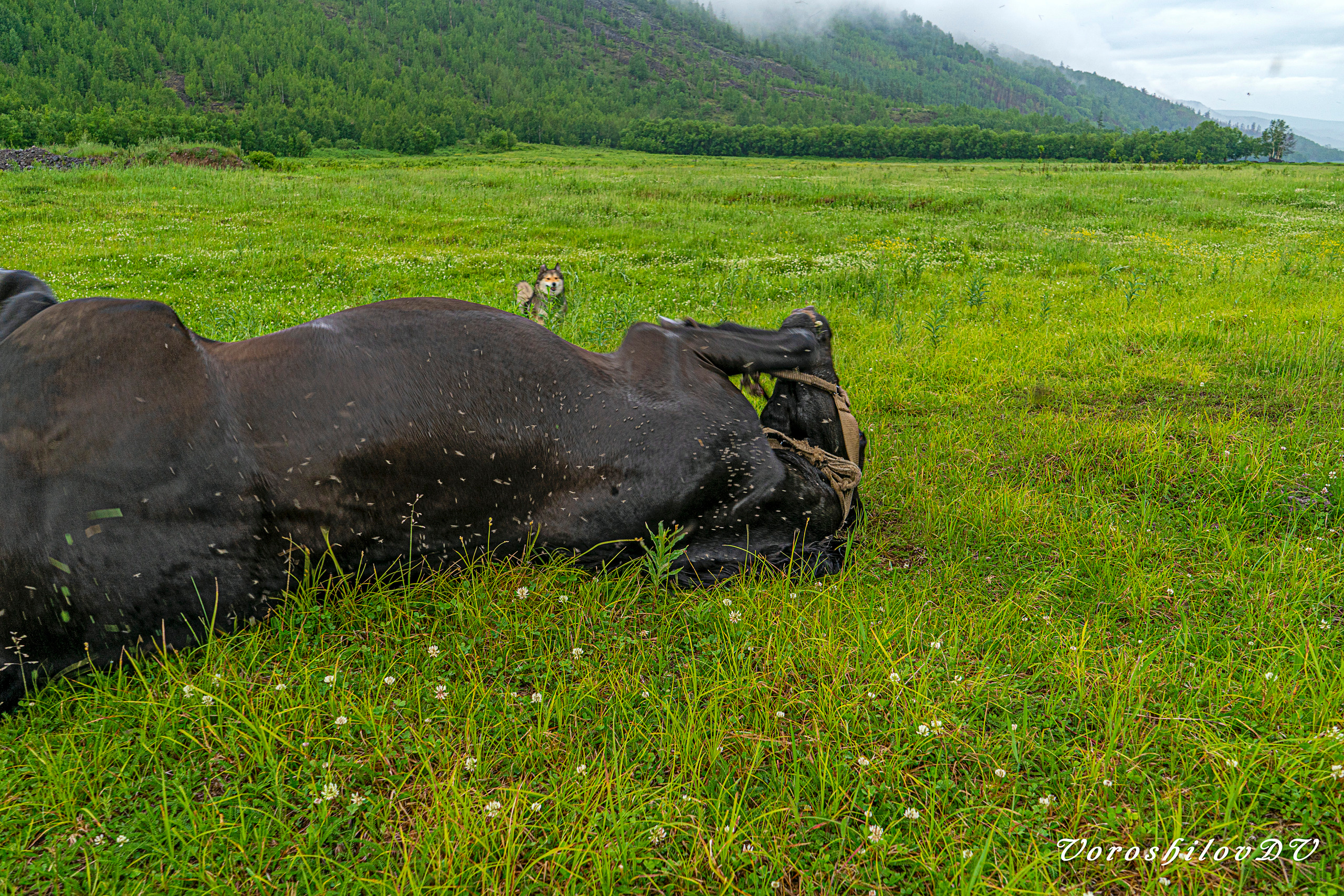 Лето. Фотограф Ворошилов Дмитрий. Эссо. Камчатка