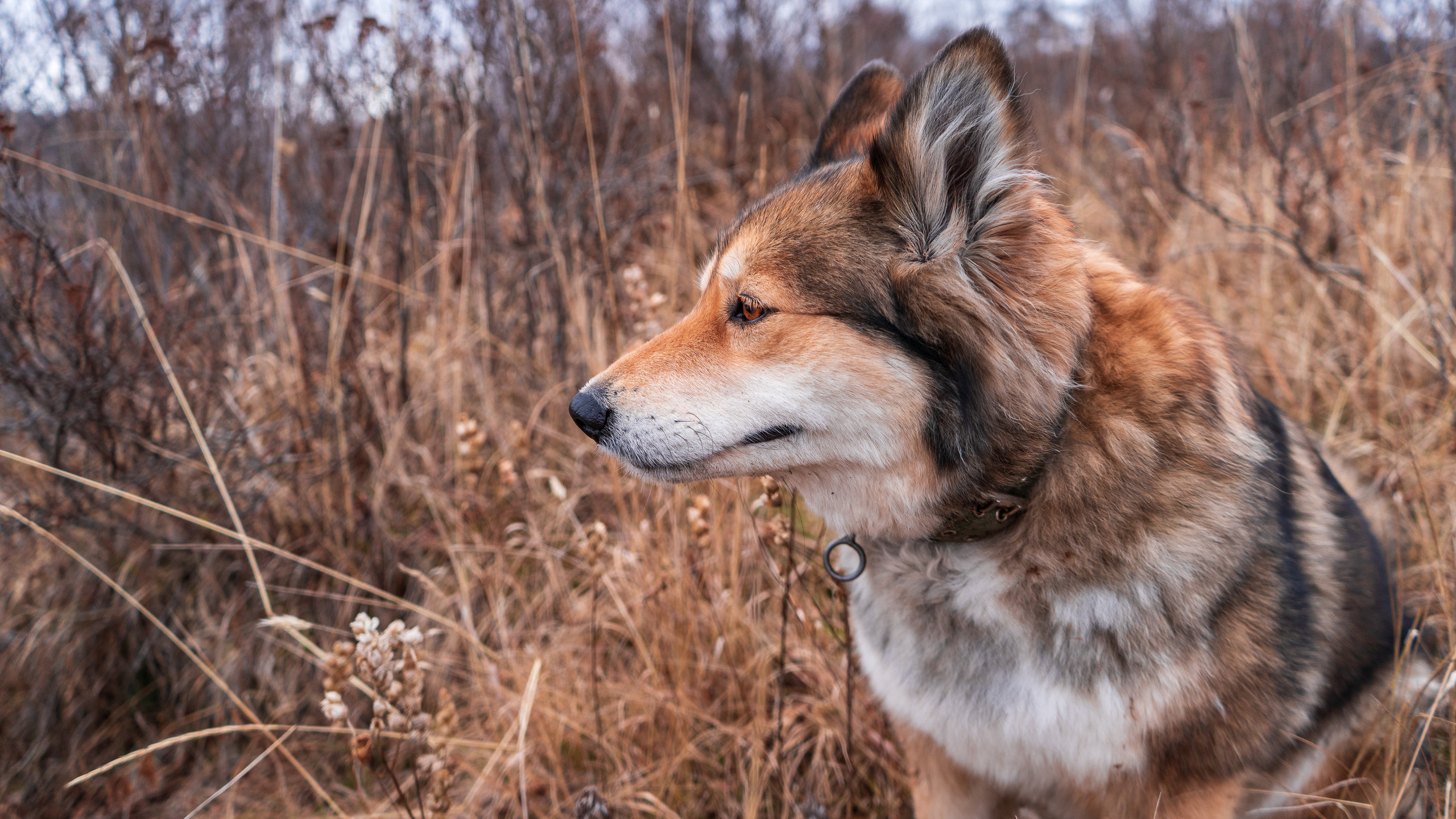 фото собаки