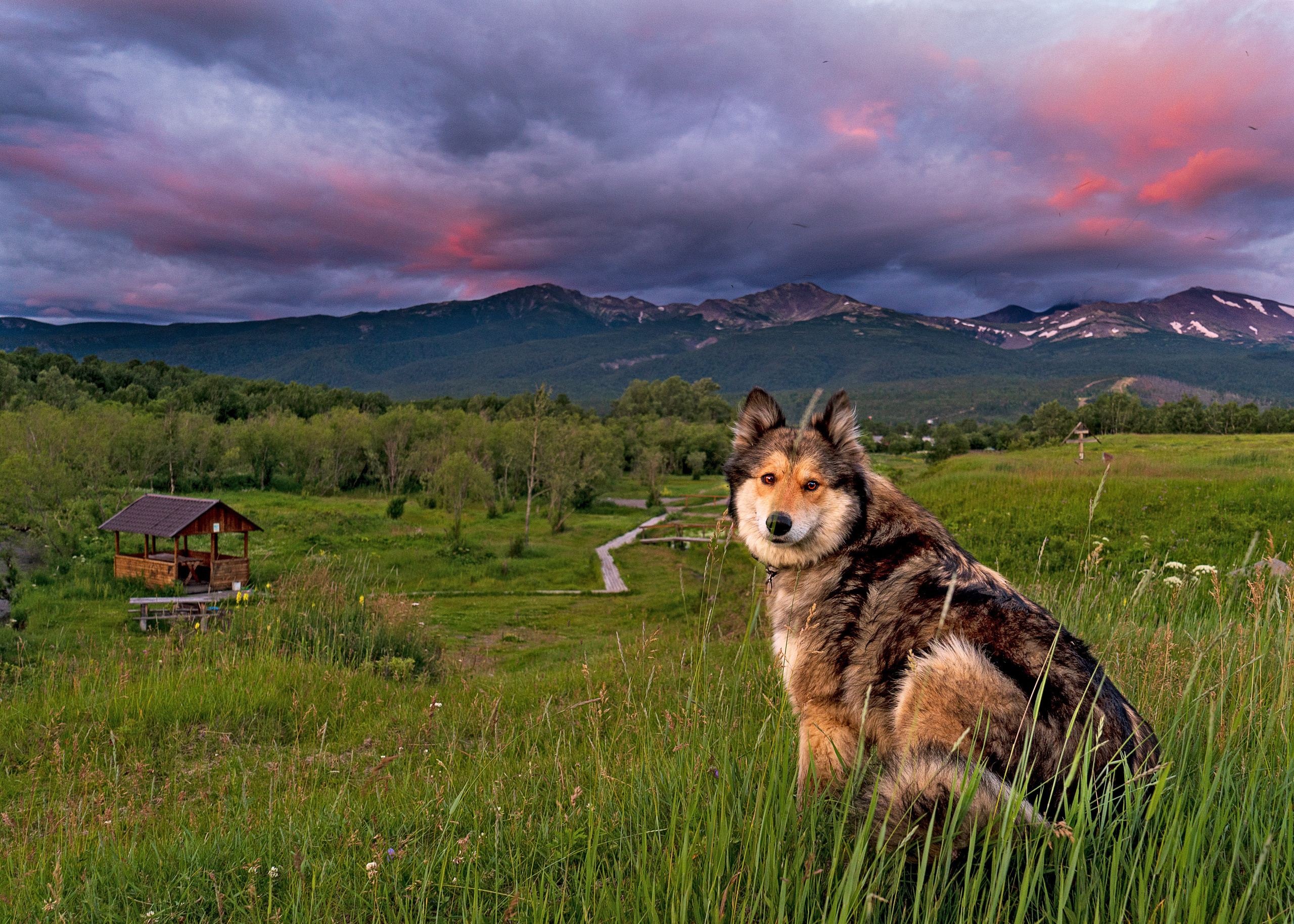 фото собаки