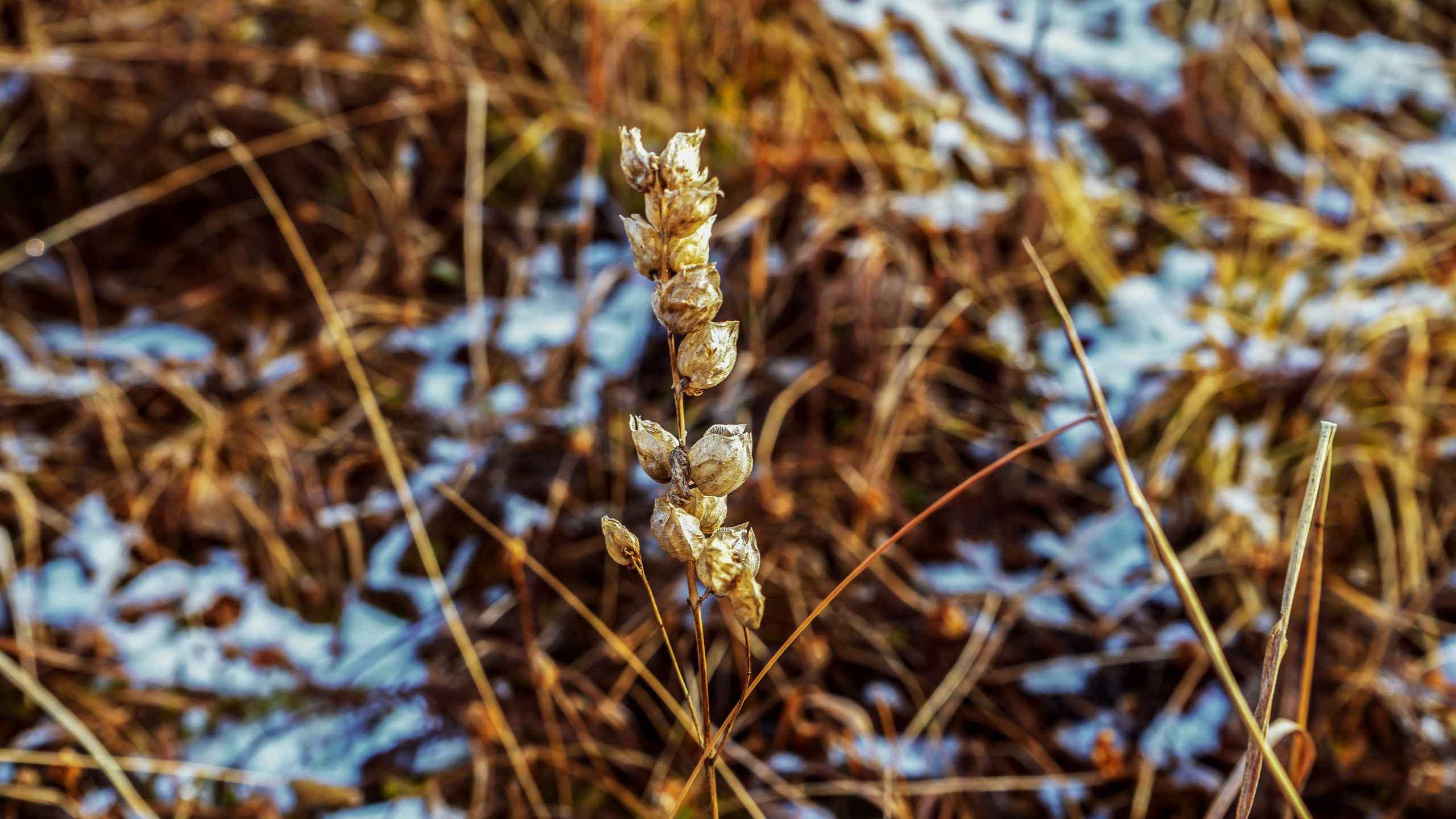 Осень. Фотограф Ворошилов Дмитрий. Эссо. Камчатка