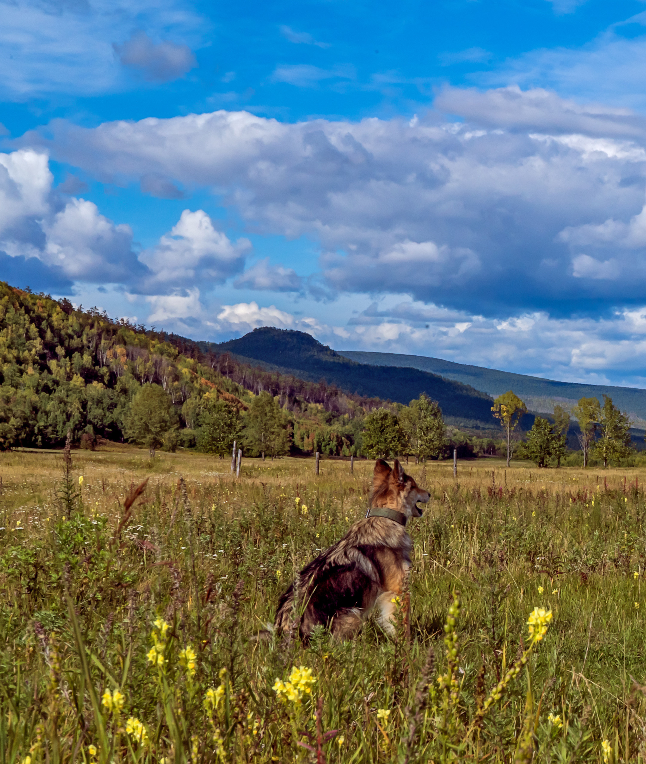 Лето. Фотограф Ворошилов Дмитрий. Эссо. Камчатка
