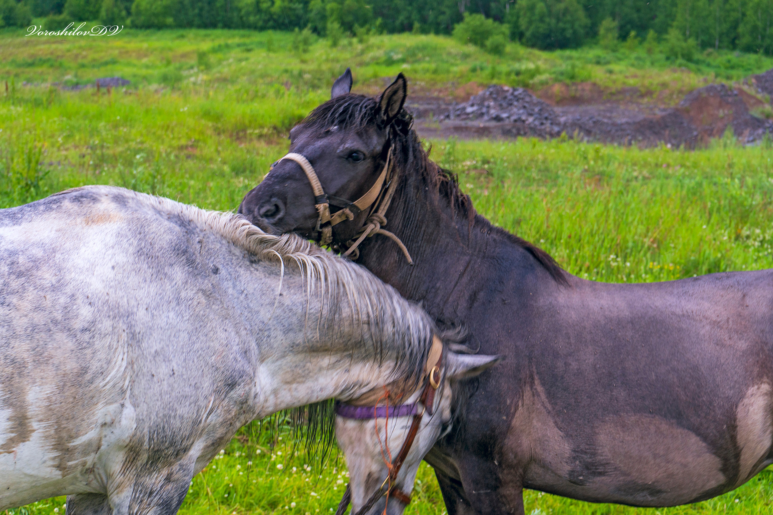 Лето. Фотограф Ворошилов Дмитрий. Эссо. Камчатка