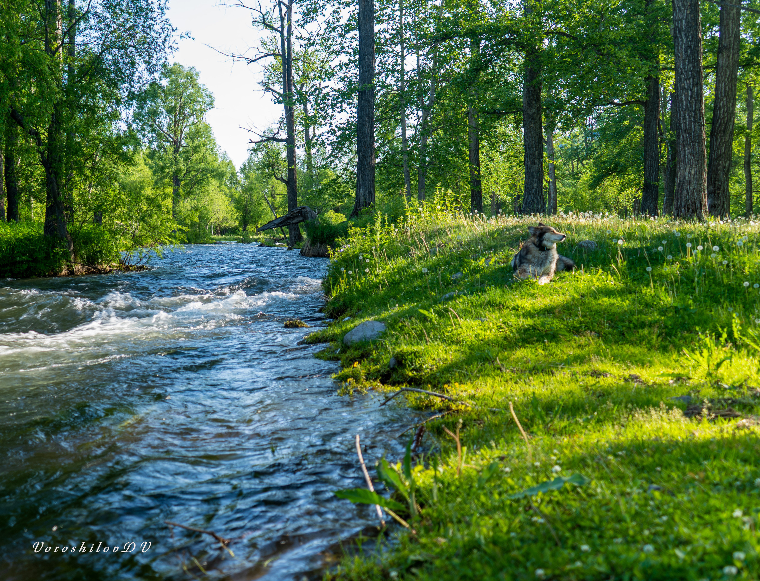 Лето. Фотограф Ворошилов Дмитрий. Эссо. Камчатка