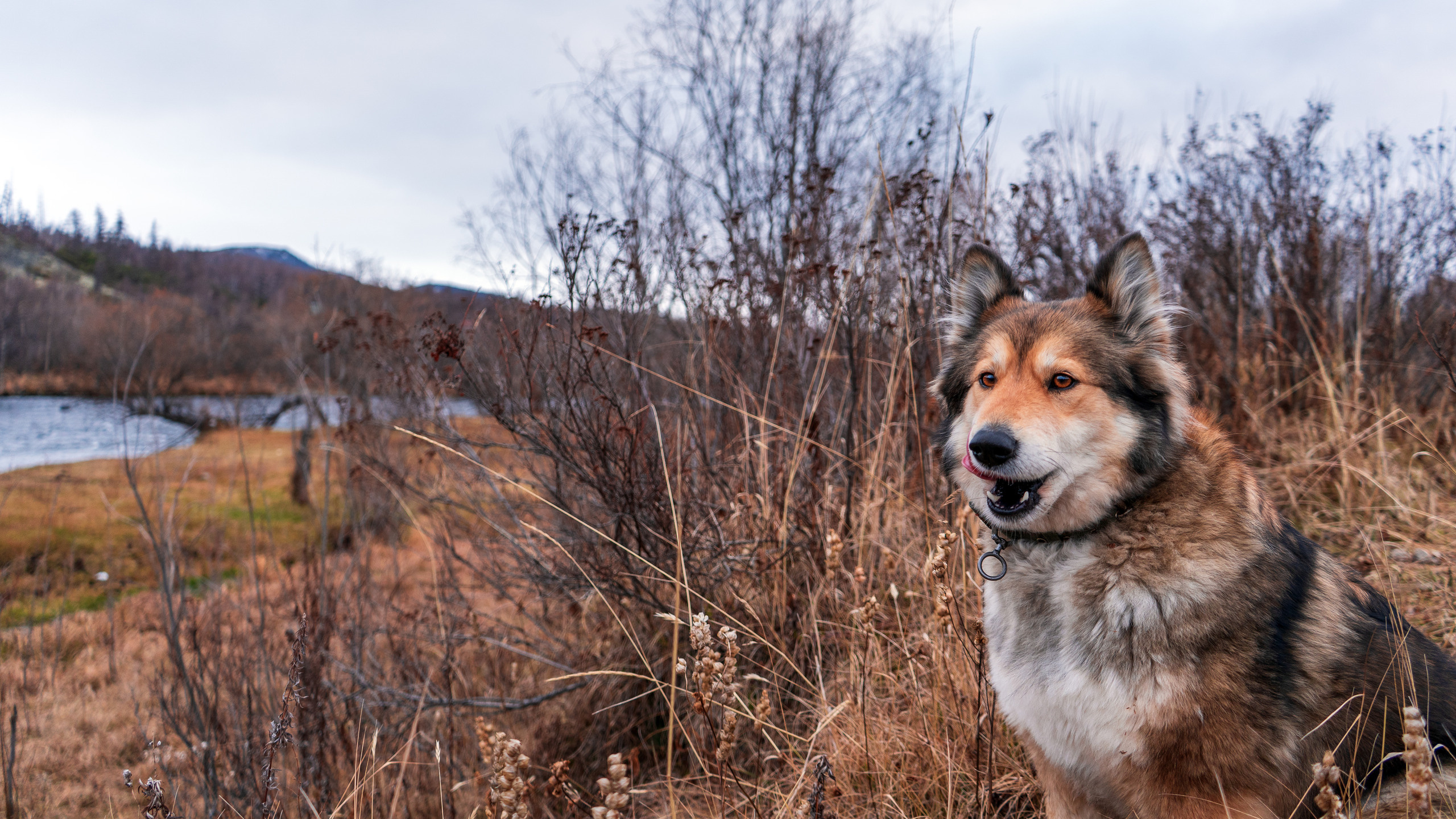 фото собаки