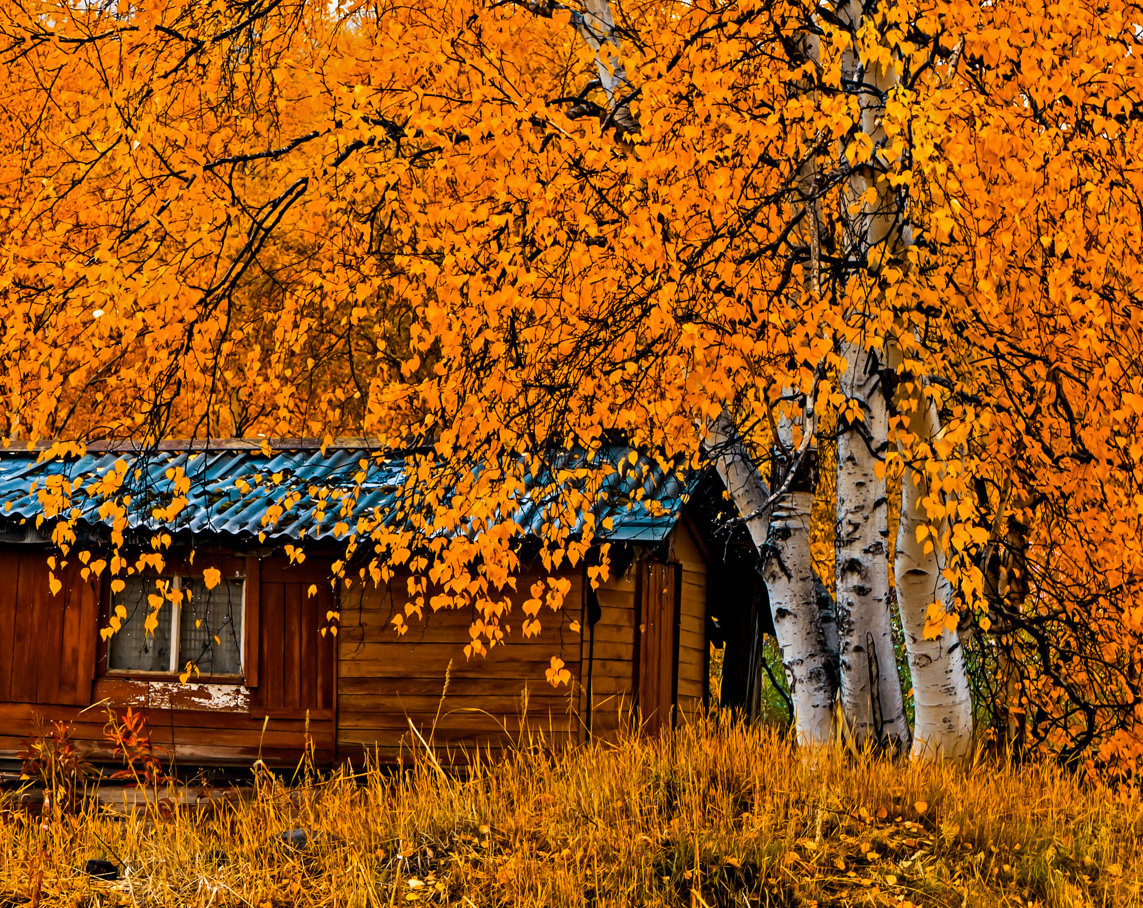 Осень. Фотограф Ворошилов Дмитрий. Эссо. Камчатка