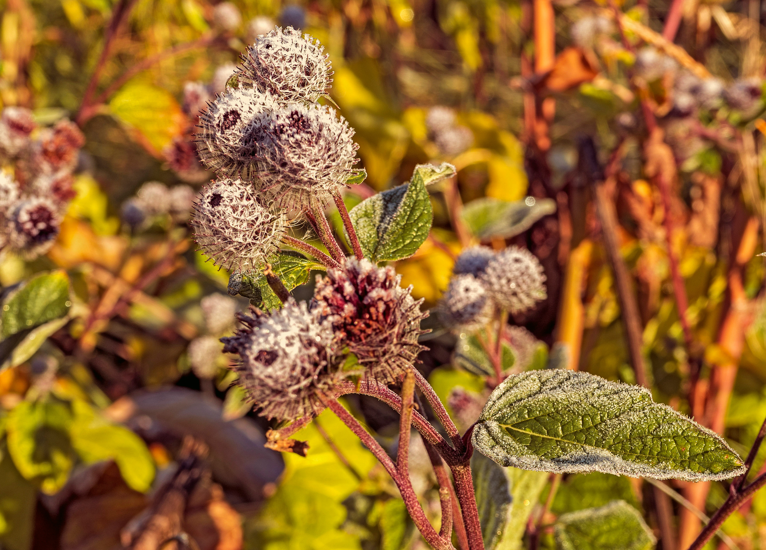 Осень. Фотограф Ворошилов Дмитрий. Эссо. Камчатка