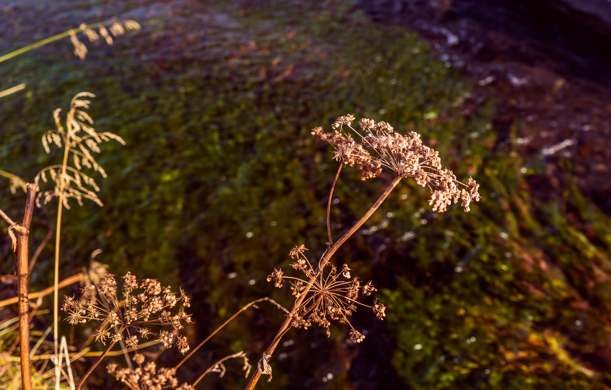 Осень. Фотограф Ворошилов Дмитрий. Эссо. Камчатка