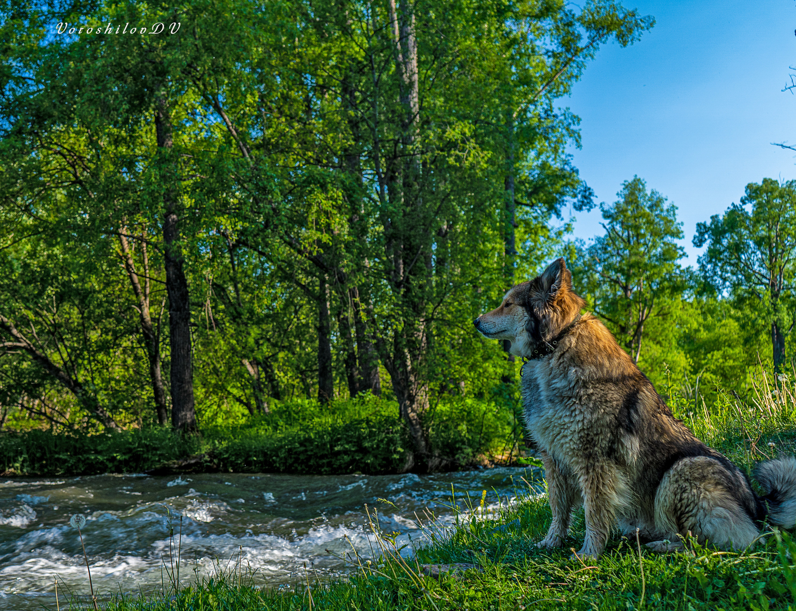 Лето. Фотограф Ворошилов Дмитрий. Эссо. Камчатка