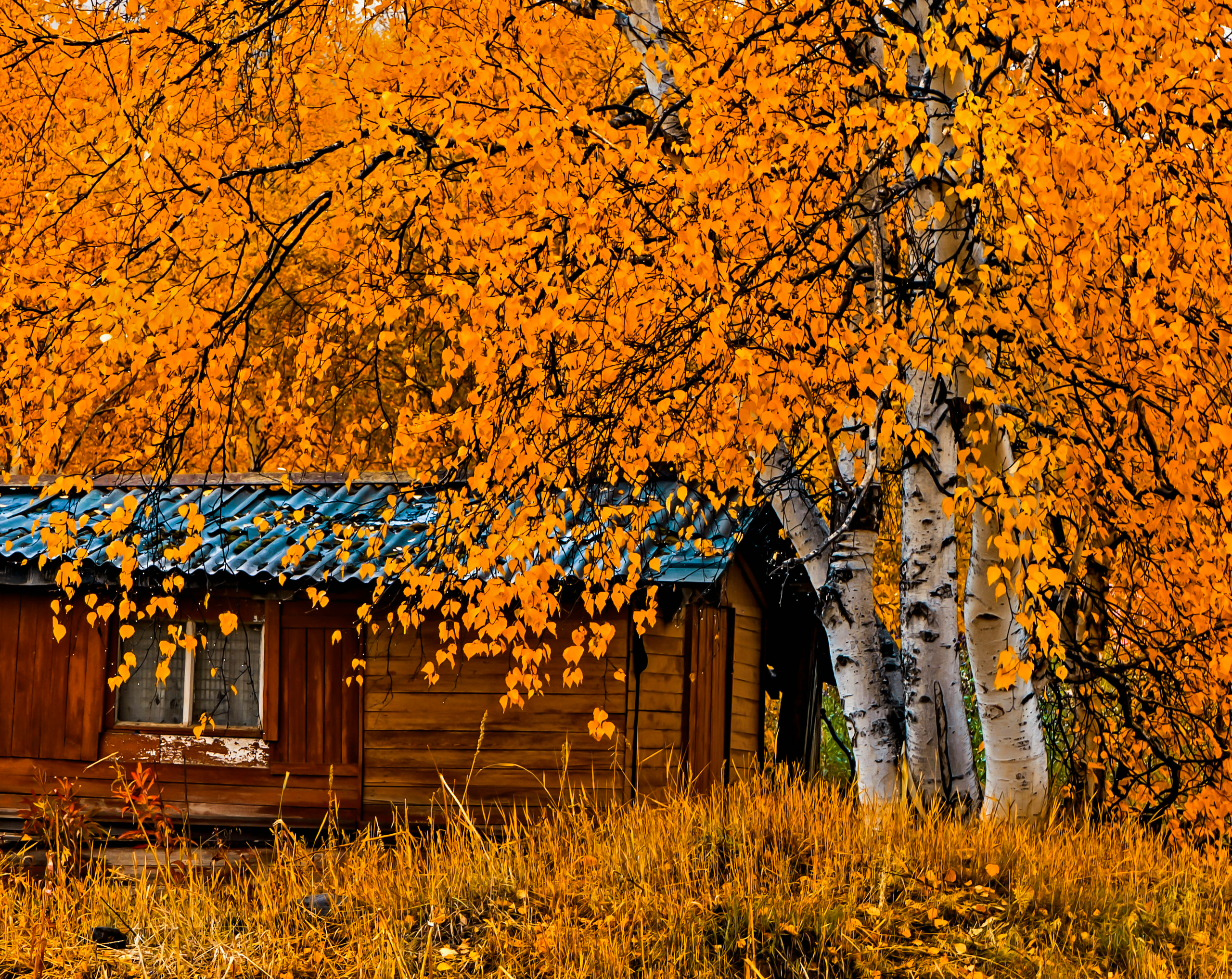 Осень. Фотограф Ворошилов Дмитрий. Эссо. Камчатка