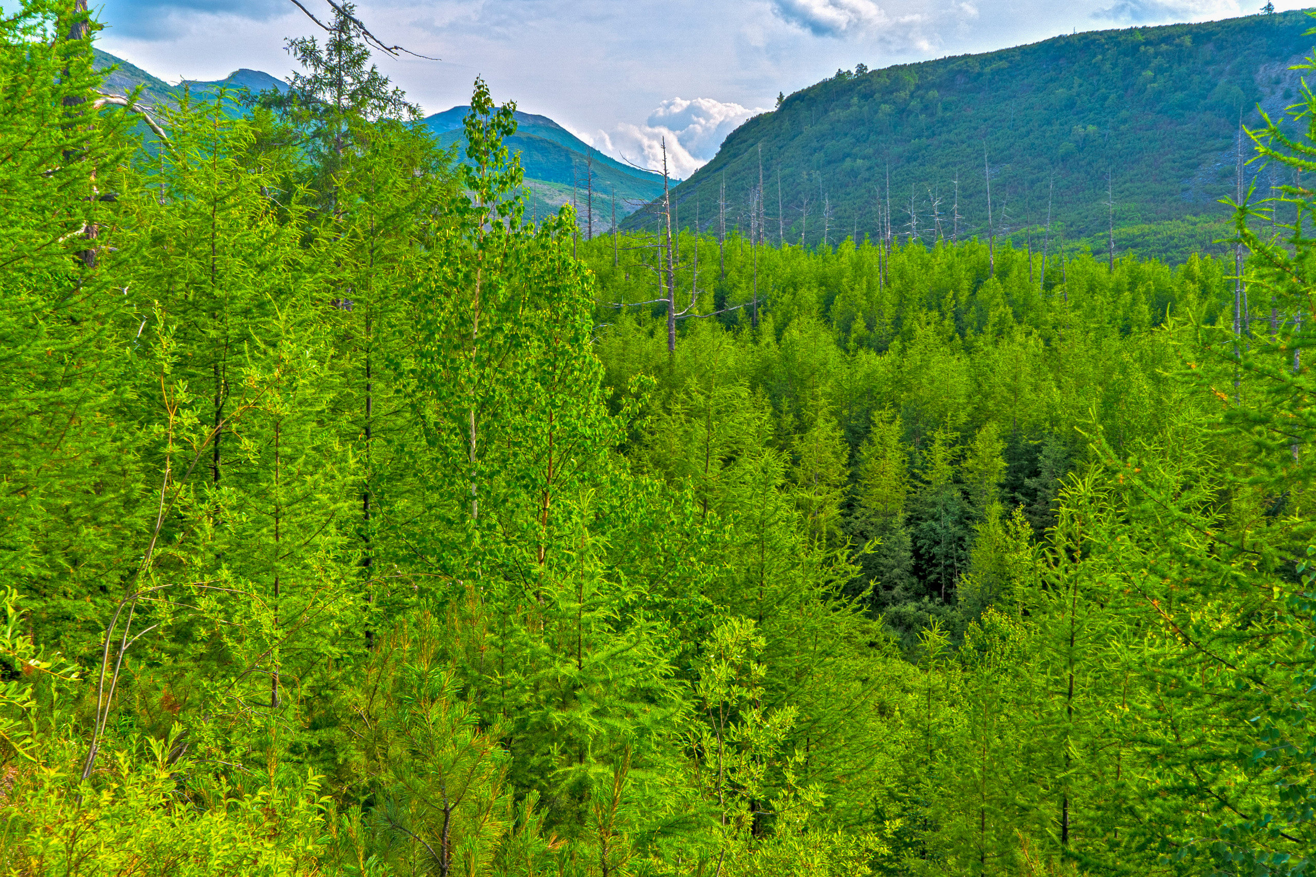 Лето. Фотограф Ворошилов Дмитрий. Эссо. Камчатка