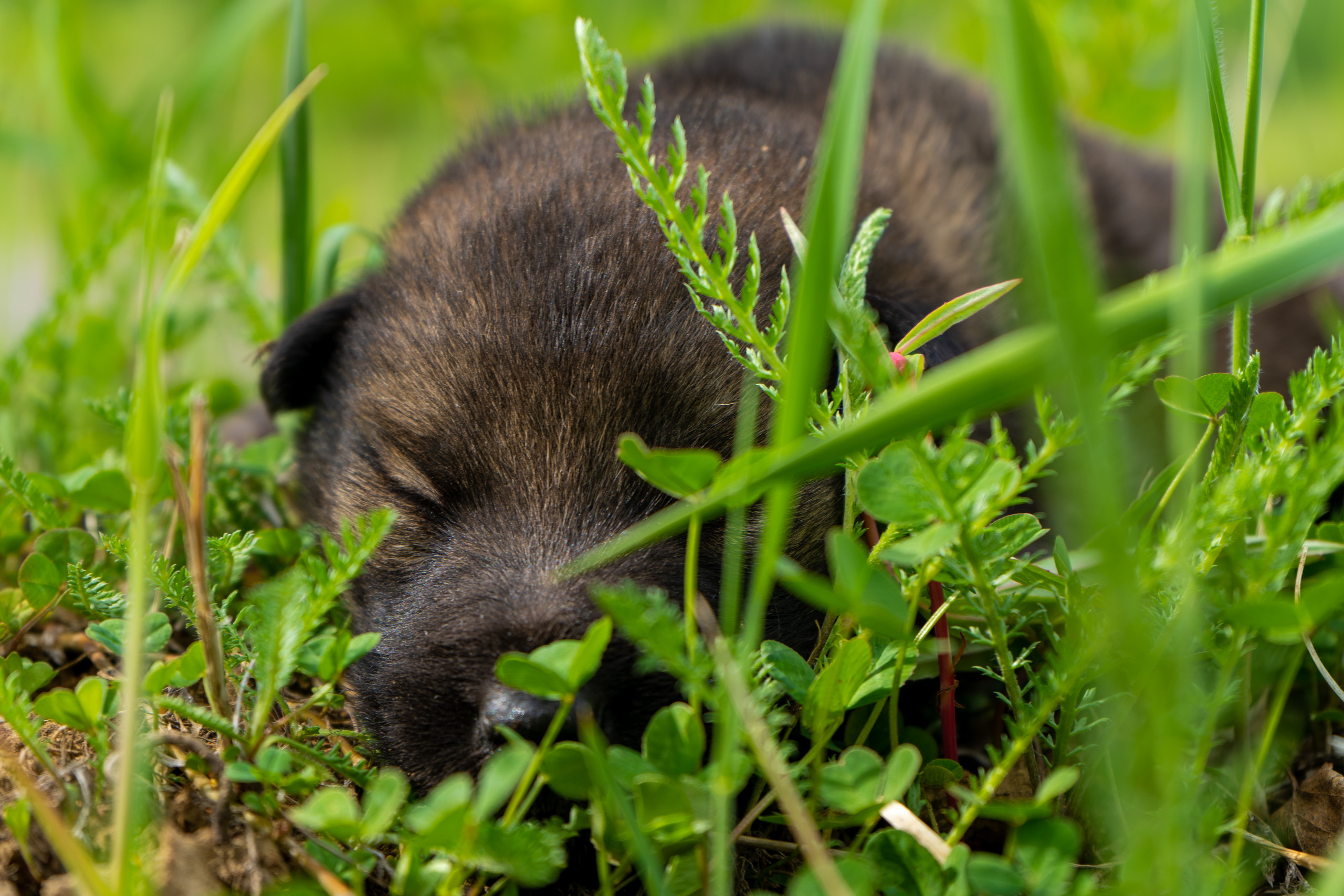фото собаки