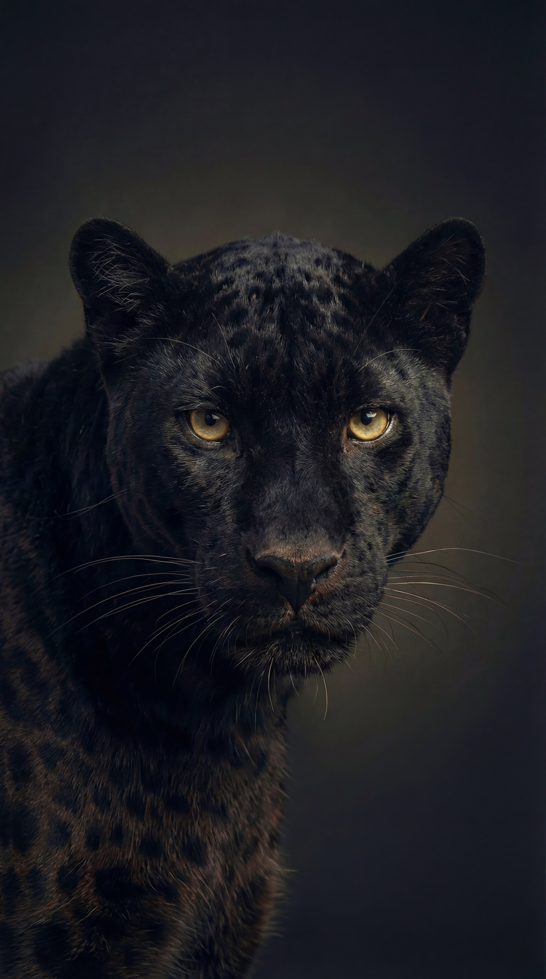 ИИ фотосессия. ИИ креатор для брендов, которым мало обычного. Цифровые образы с душой