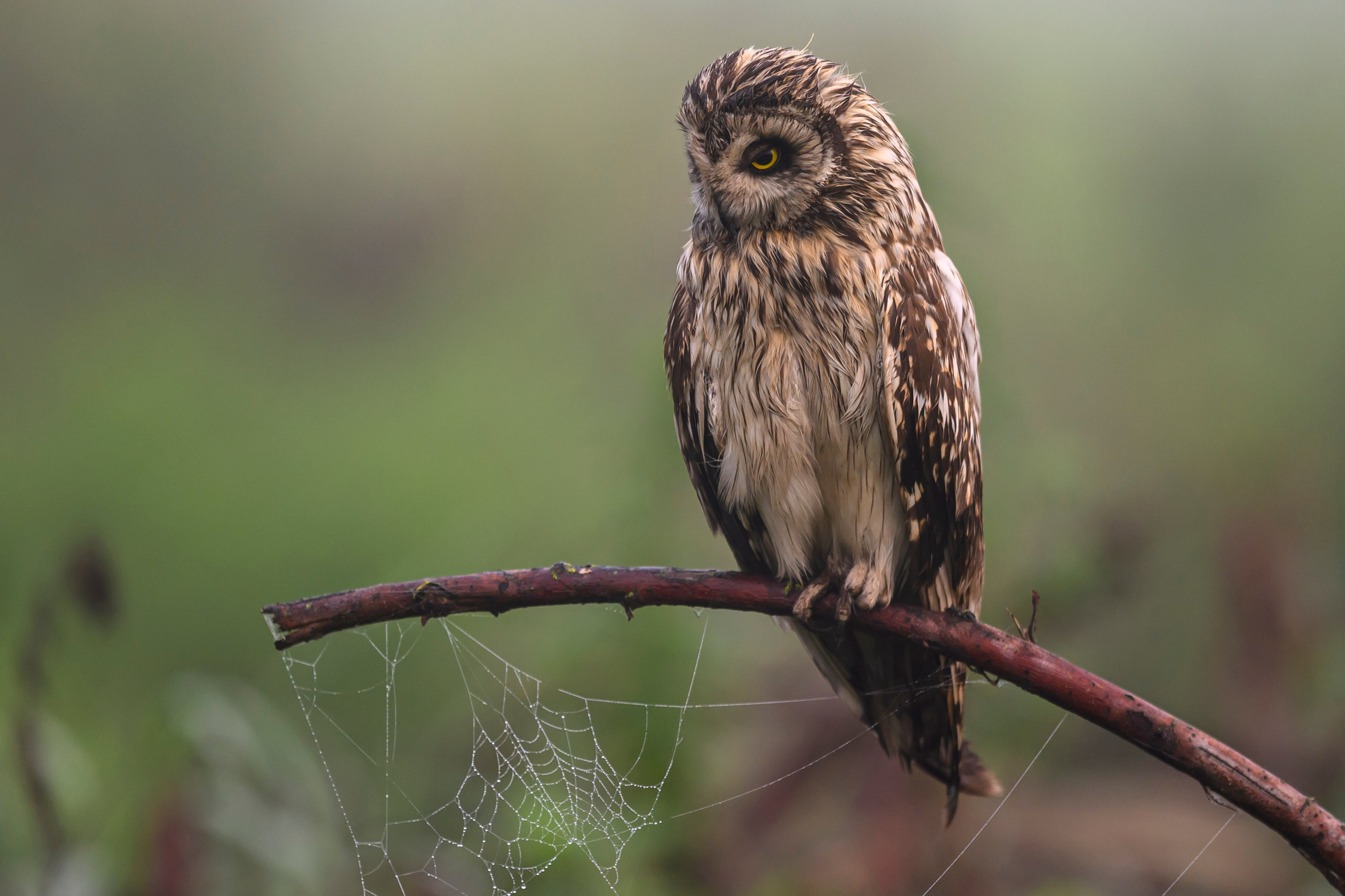 Сова вернулась. The owl has returned. Wildlife photography by Sergey Puponin