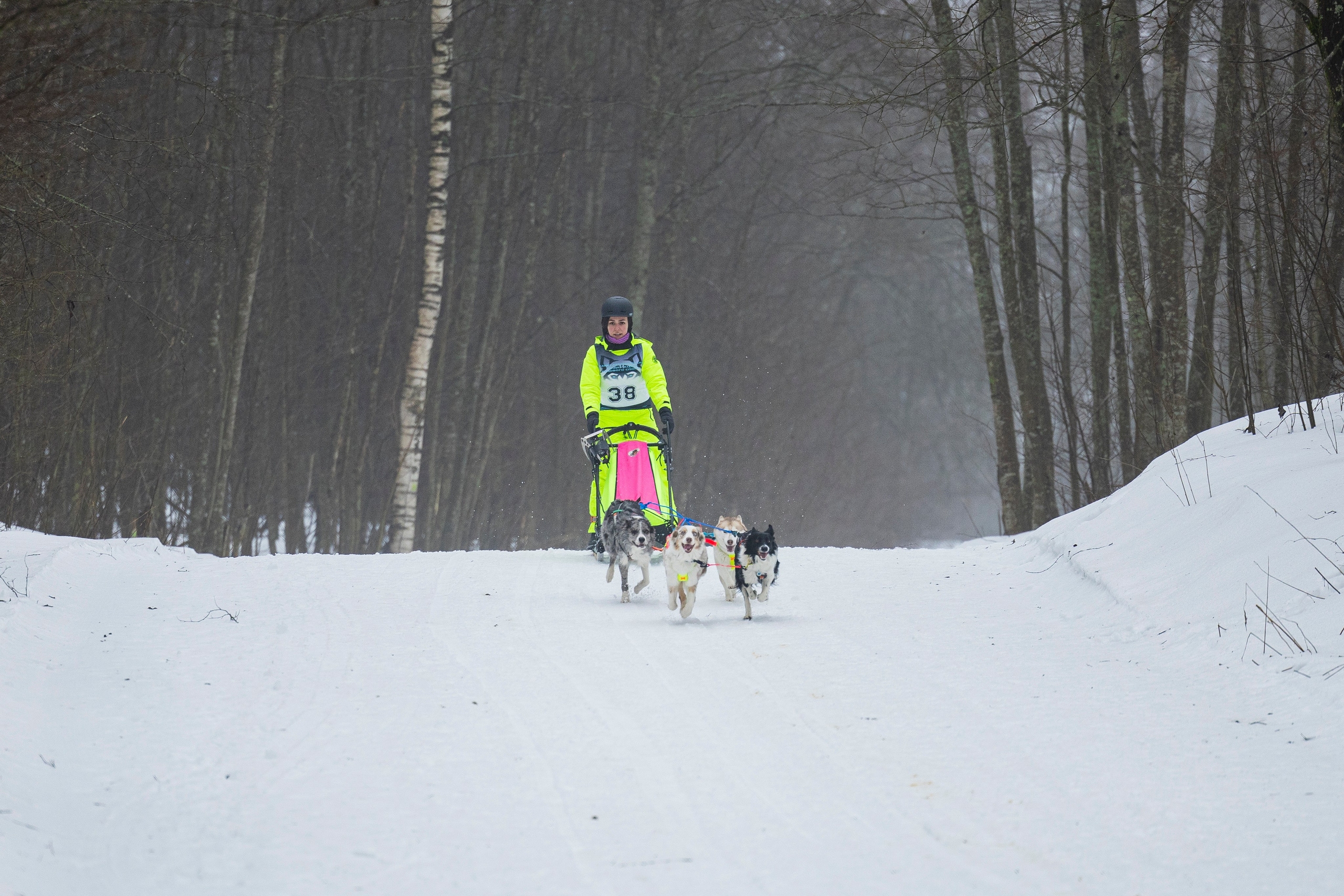 Зимний Чемпионат Санкт-Петербурга по ездовому спорту. Фотограф-анималист Анна Маринич