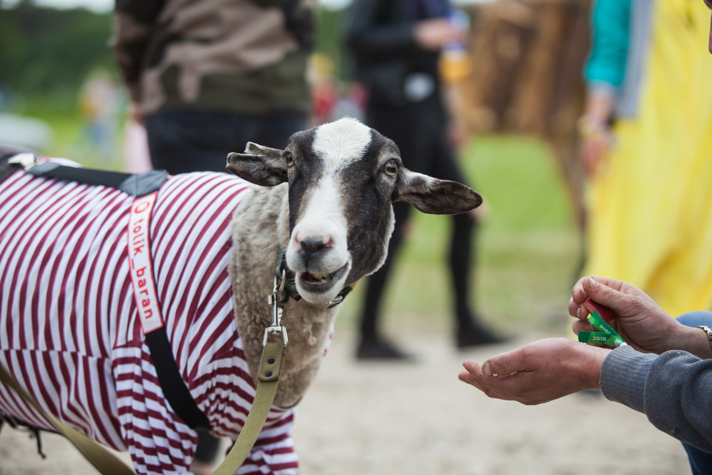 2018. Репортажный фотограф Алексей Пирязев