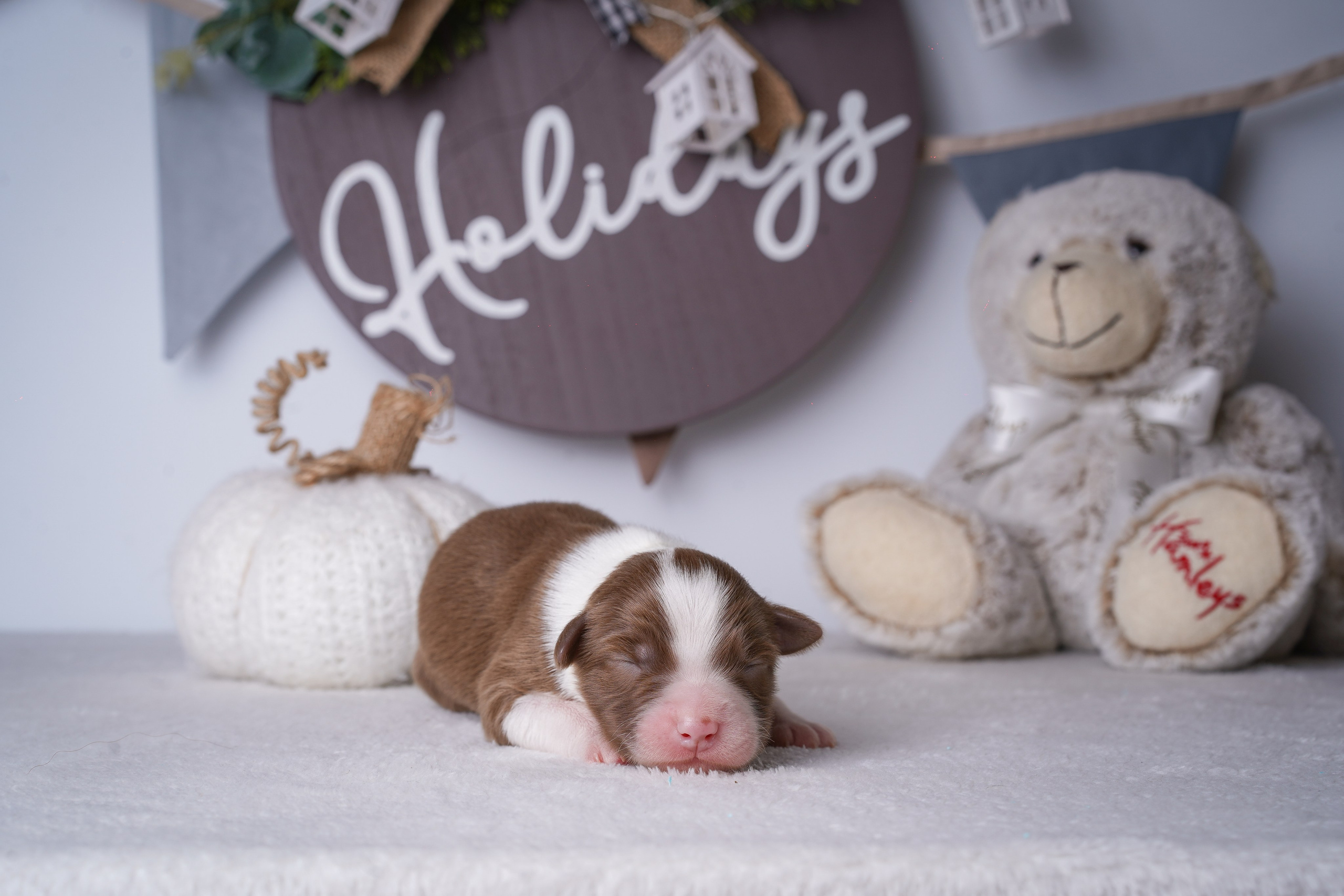 Щенули аусси. Фотограф-анималист в Санкт-Петербурге Яна Мартынова