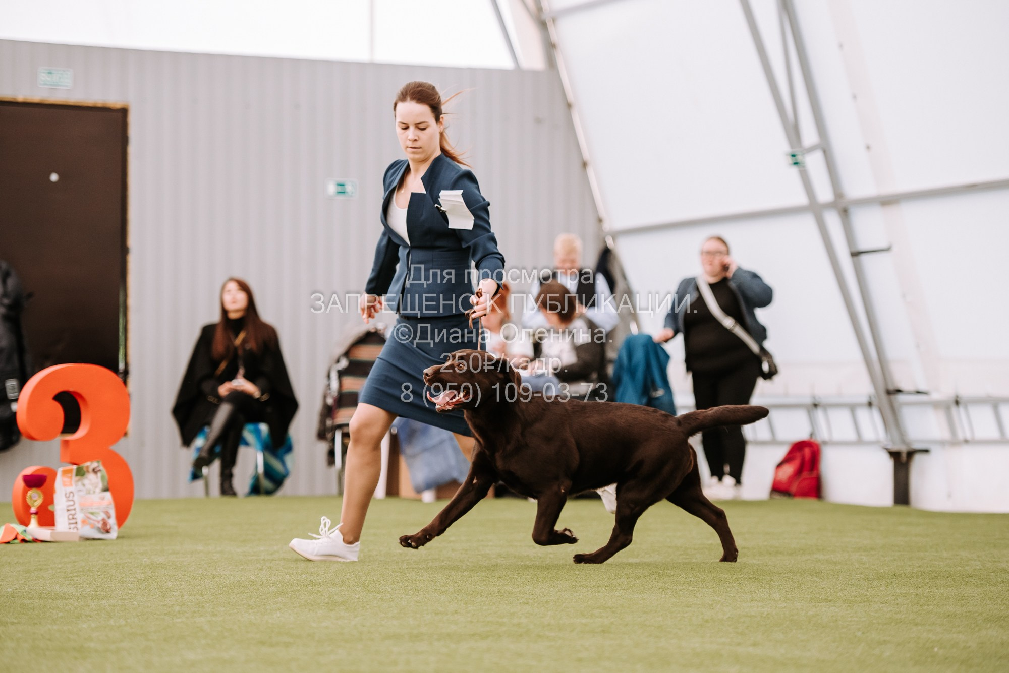 Выставка собак Красноярск 2.06. Фотограф Диана Оленина Красноярск / Братск