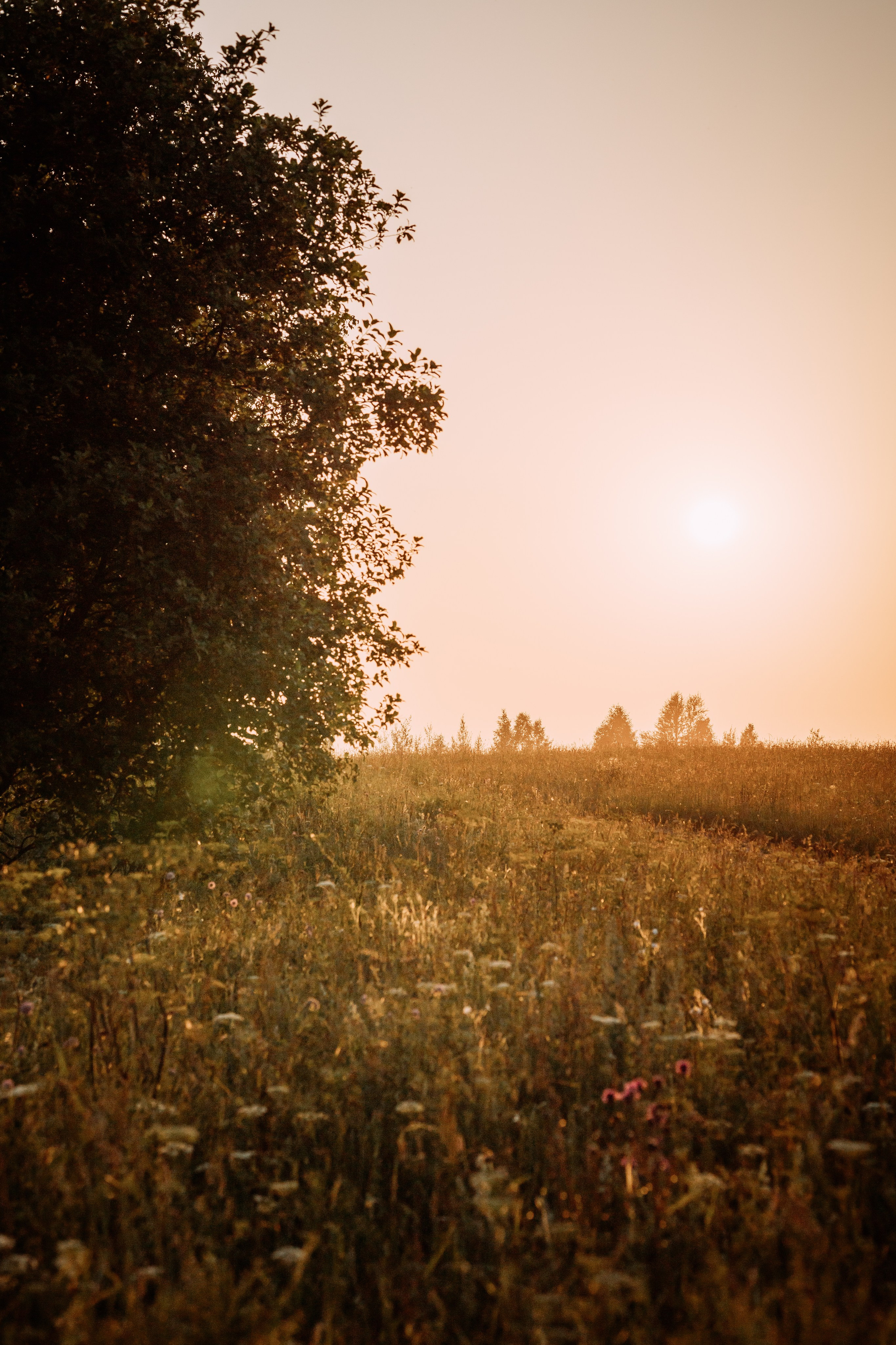 Фотопрогулка. Евгения и цвергшнауцер Ладушка. Фотограф Яна Матвеева в Ижевске