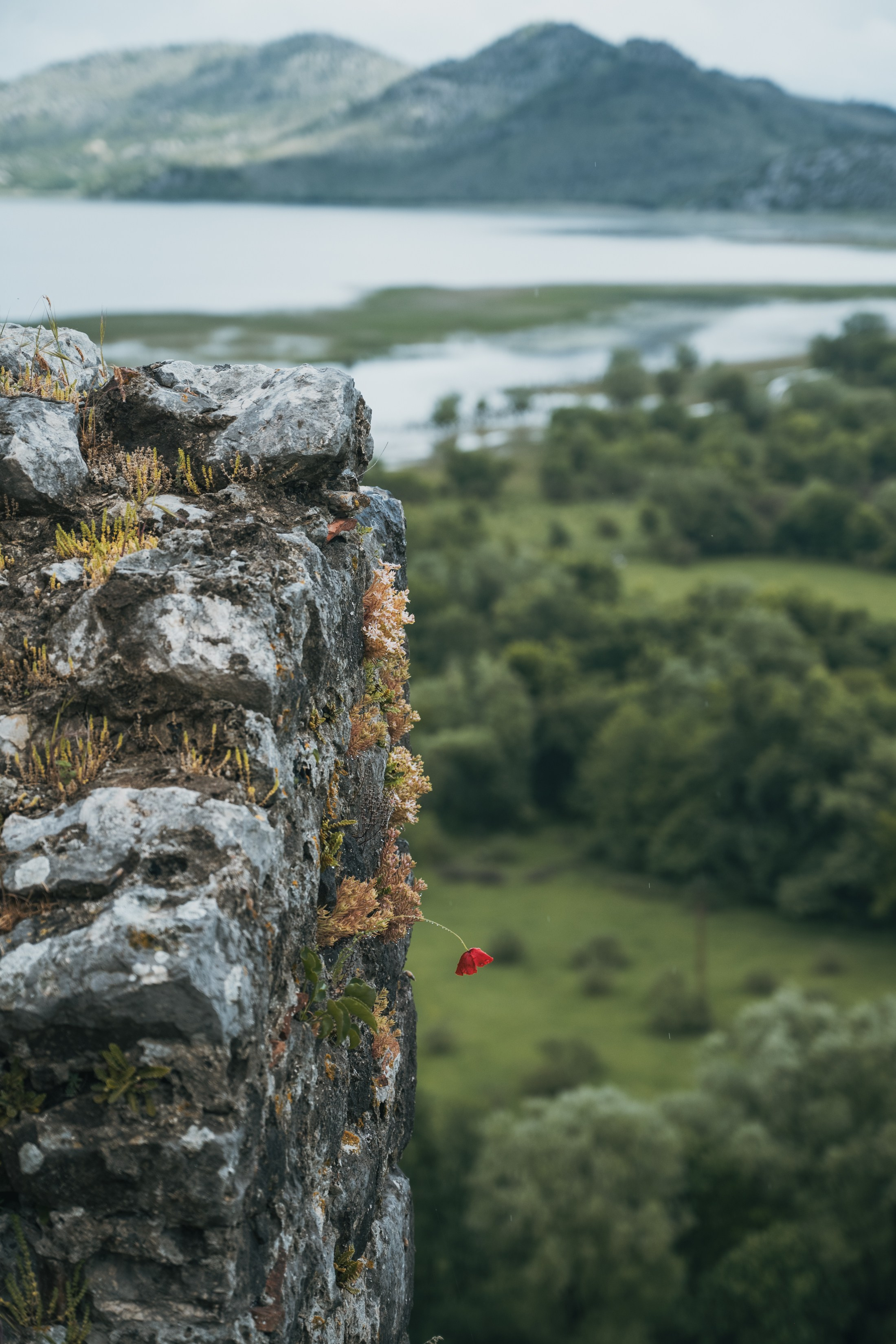 СКАДАРСКОЕ ОЗЕРО. ЧЕРНОГОРИЯ. Фотограф в Белграде Чугреева Елена