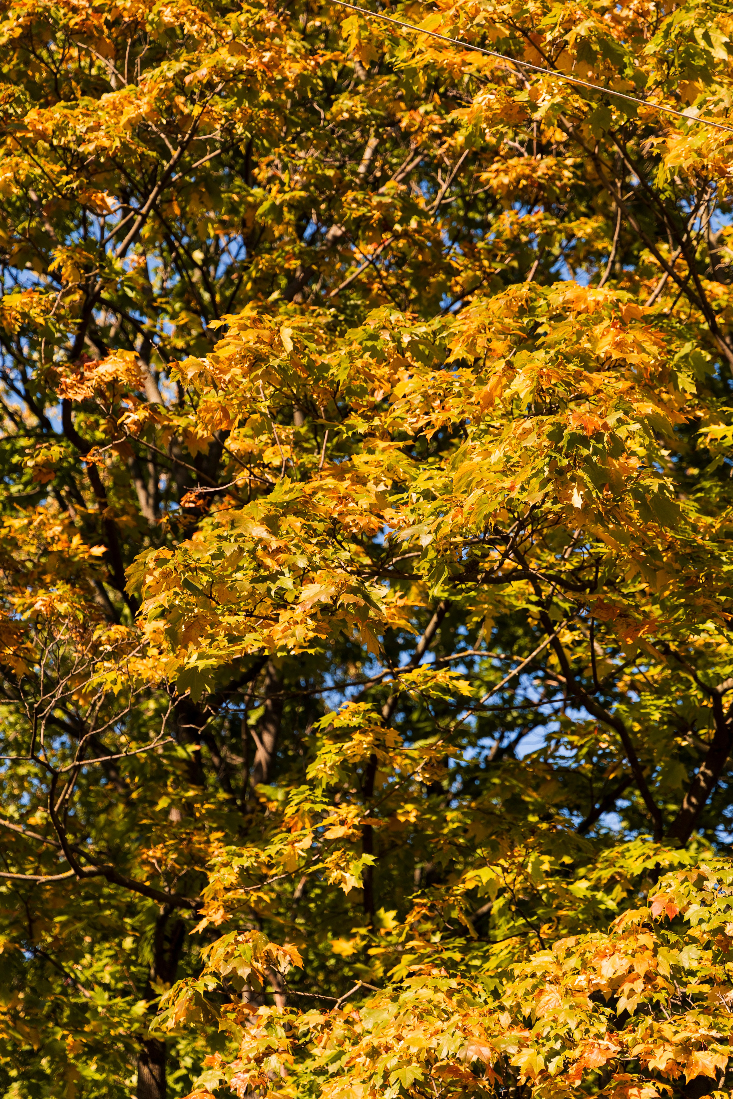 Нескучный сад