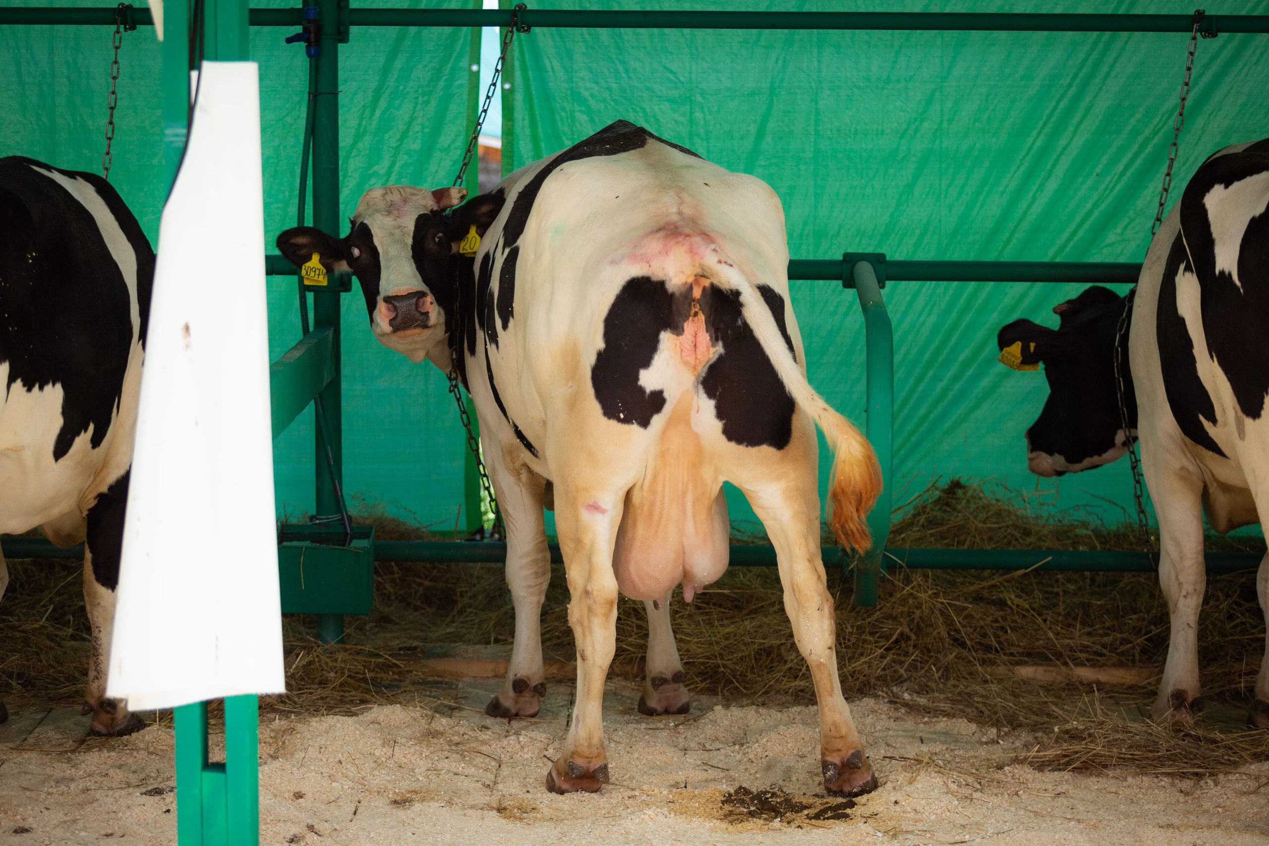 Конкурс операторов осеменения коров [17-18 августа 2022 г.]. Фотограф Виноградов Константин