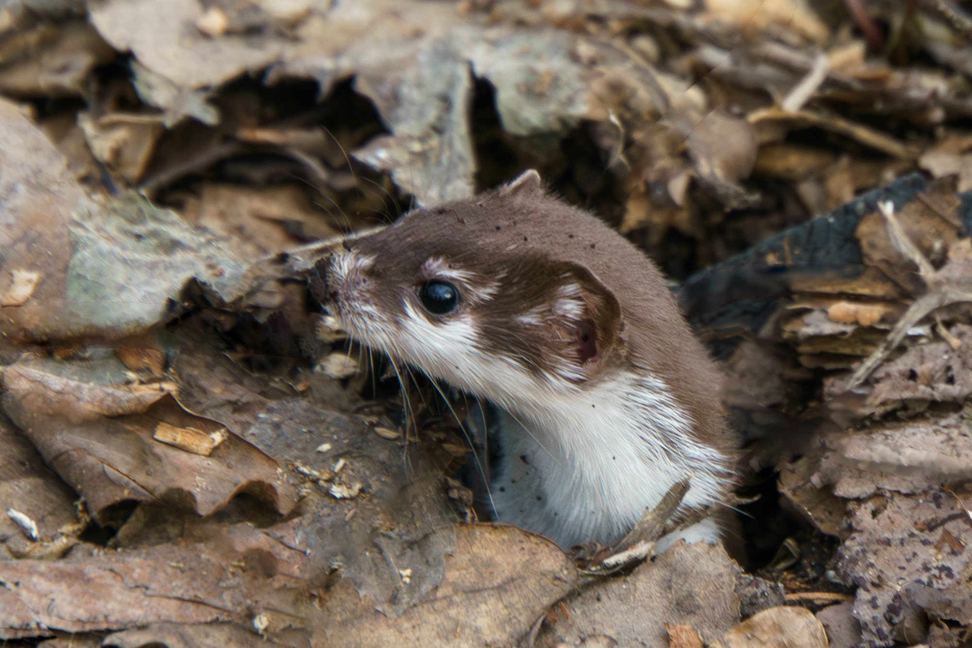 Животные. Ваш личный фотограф Марина Волкова