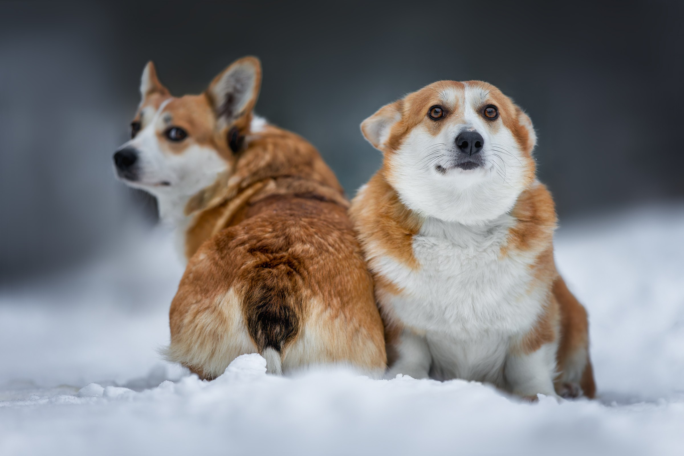 Собаки приюта Келтсские ангелы. Irenephoto.ru