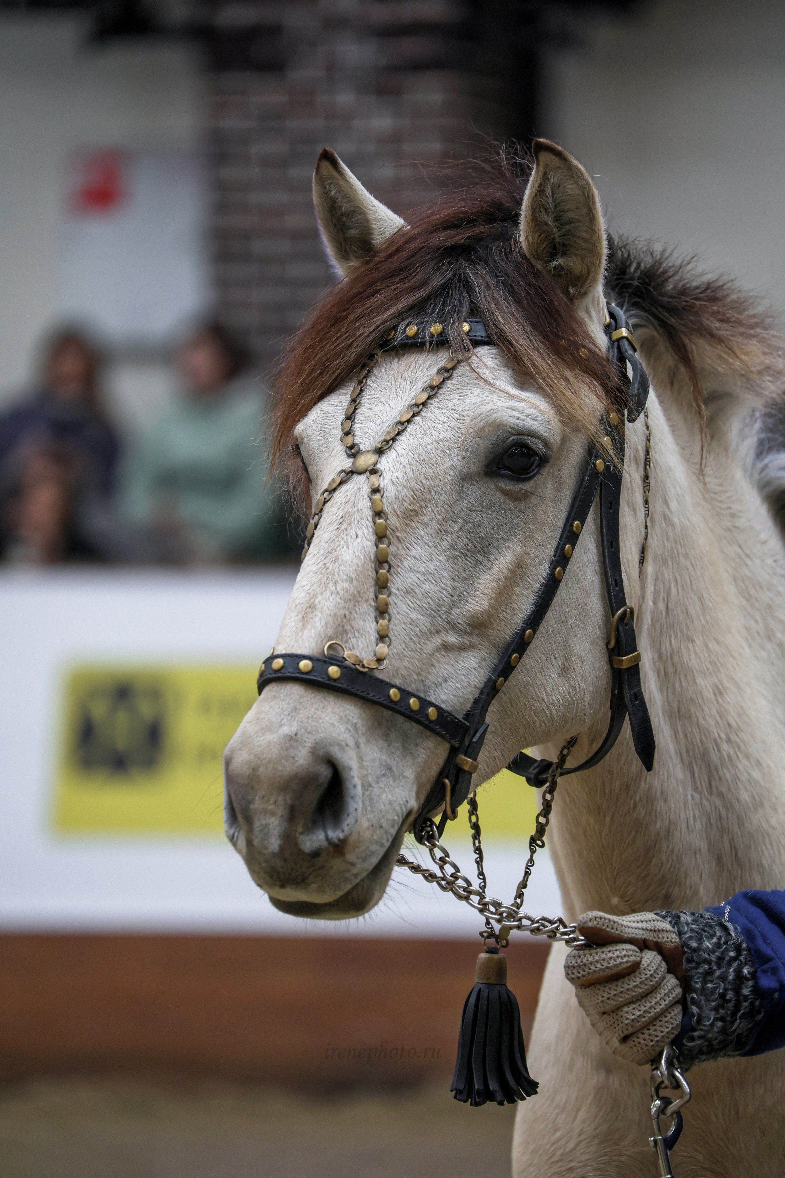 Конная Россия 2024. Irenephoto.ru