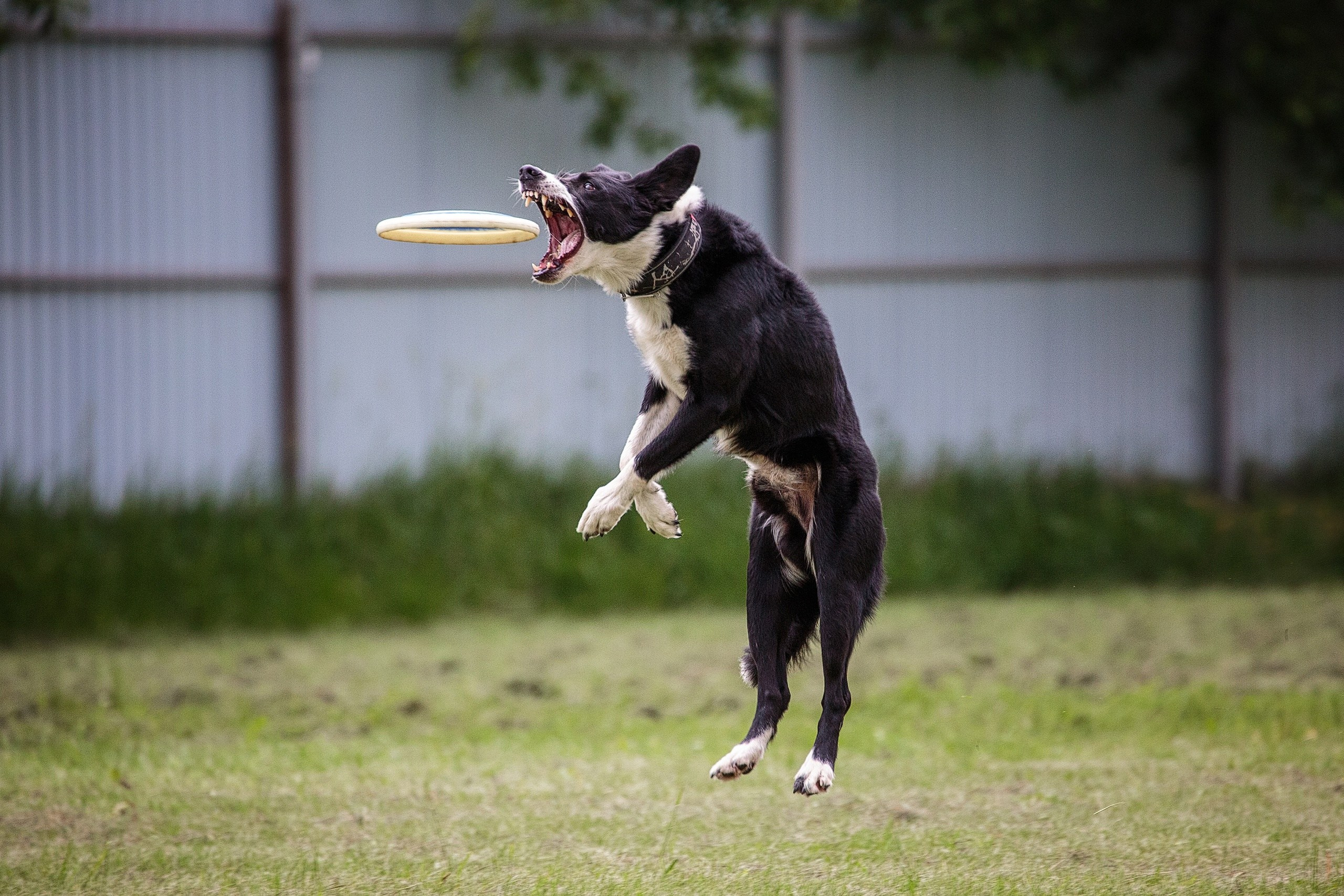 Дог-фризби. Irenephoto.ru