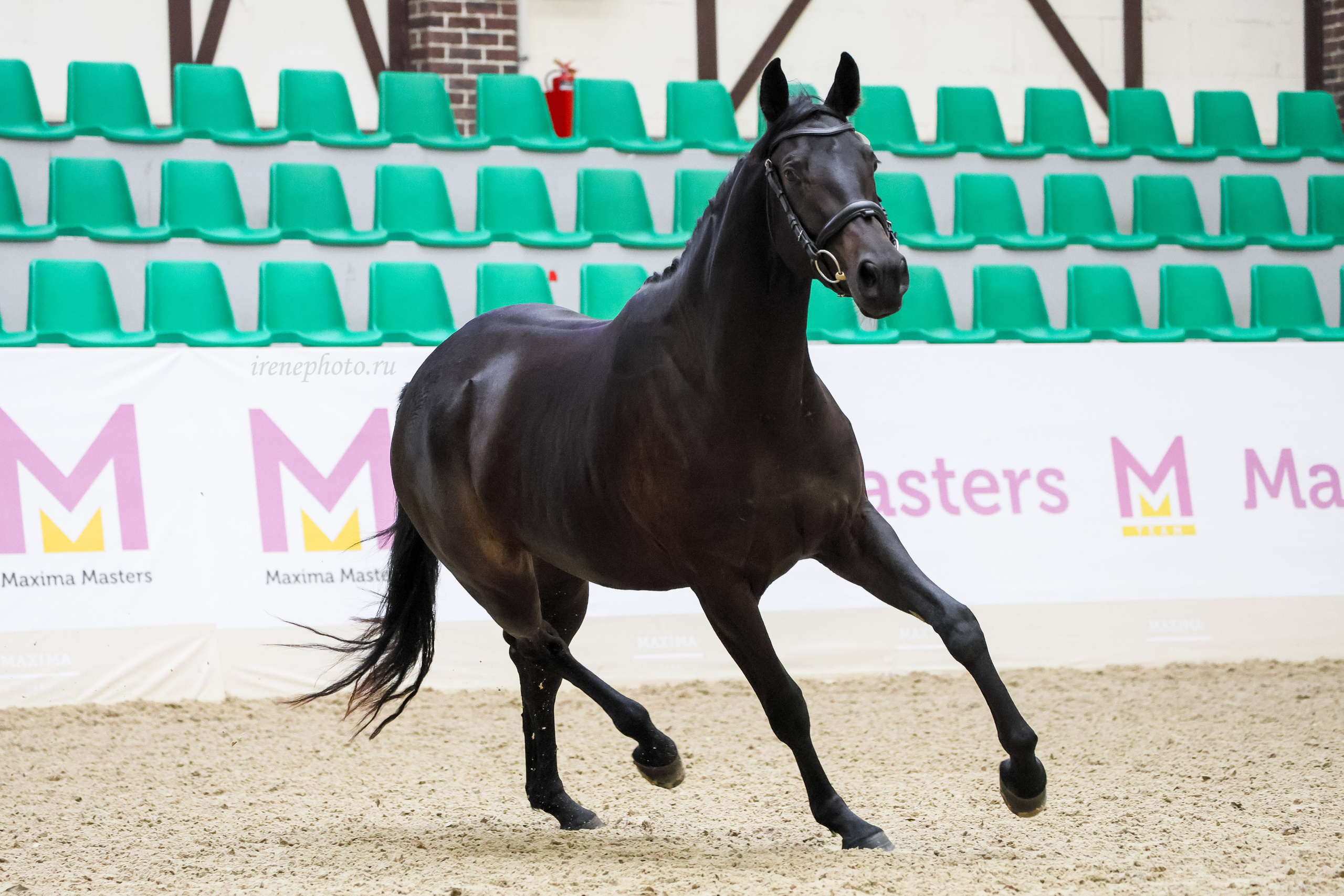 Конная Россия 2024 Оценка двигательных качеств. Irenephoto.ru