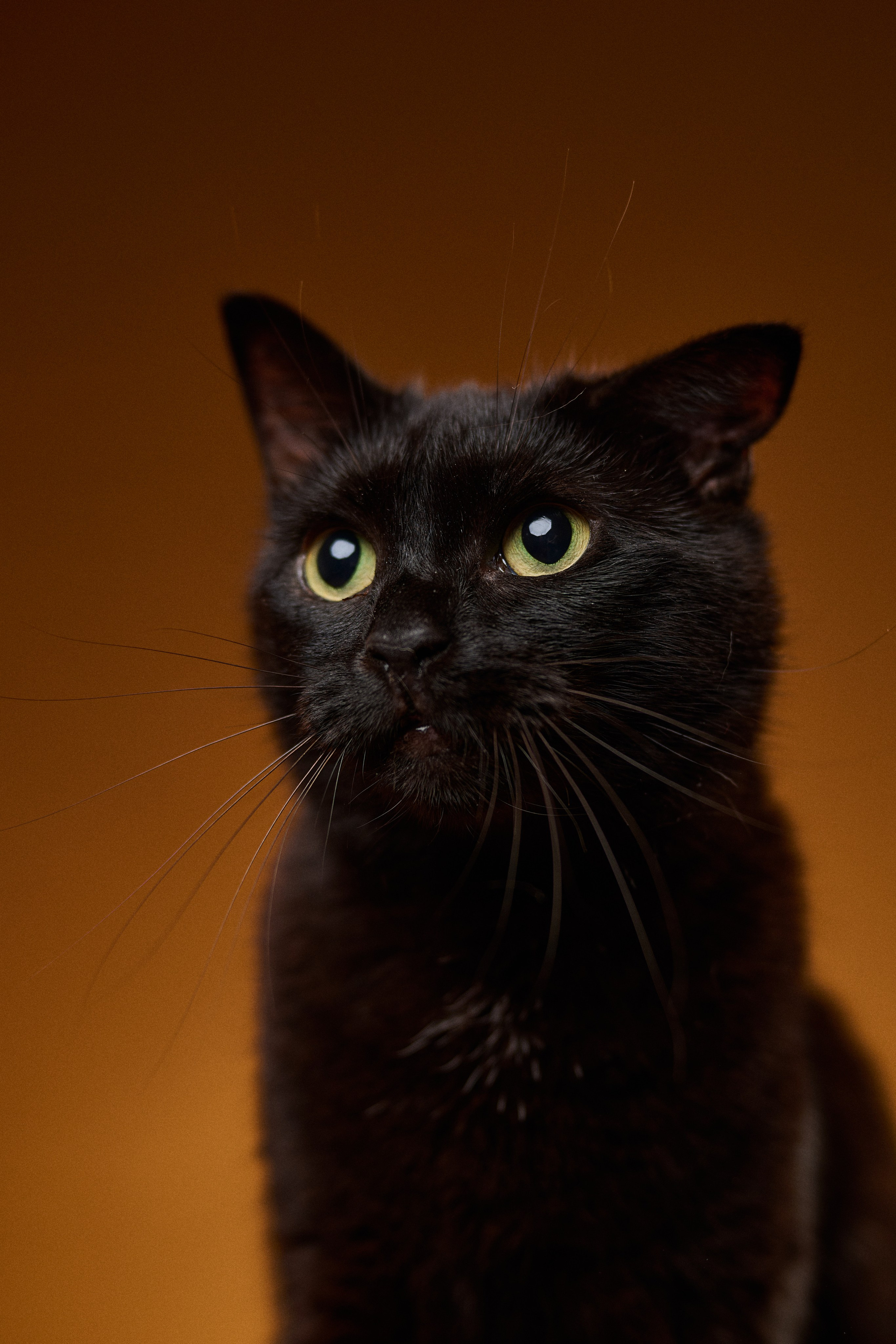 Идеи фотосессии с кошкой в студии и дома — фотограф животных СПб