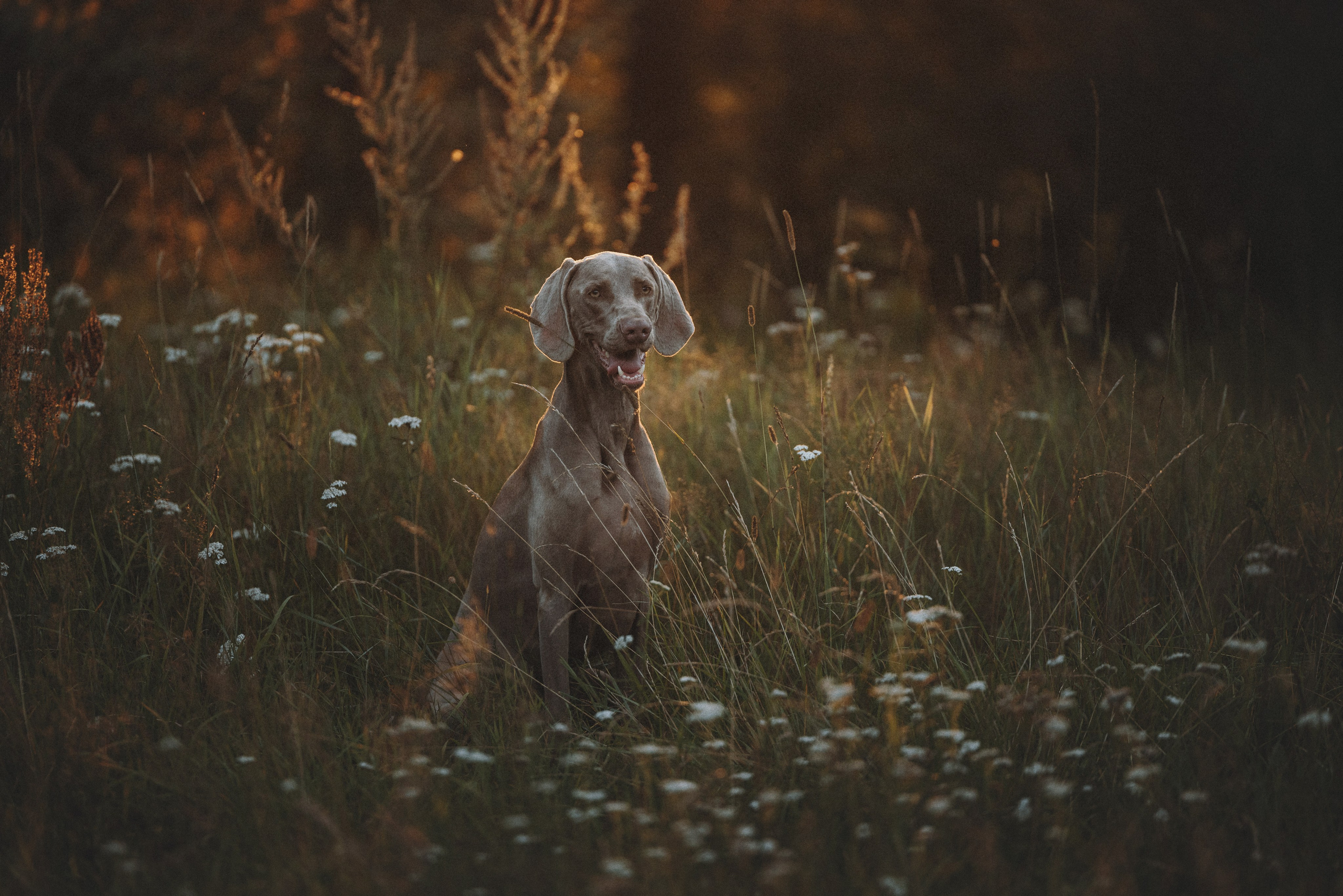 Юля и Эспен. Фотограф анималист Осипчикова Мария