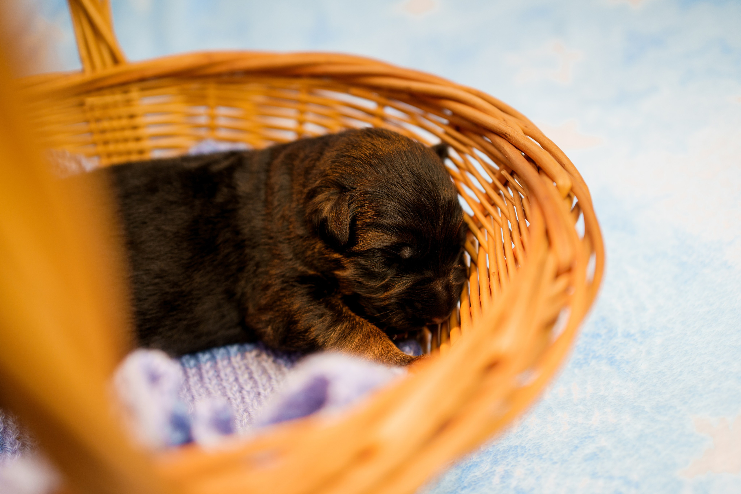 Новорожденные немецкие овчарки. Фотограф-анималист Анастасия Большакова
