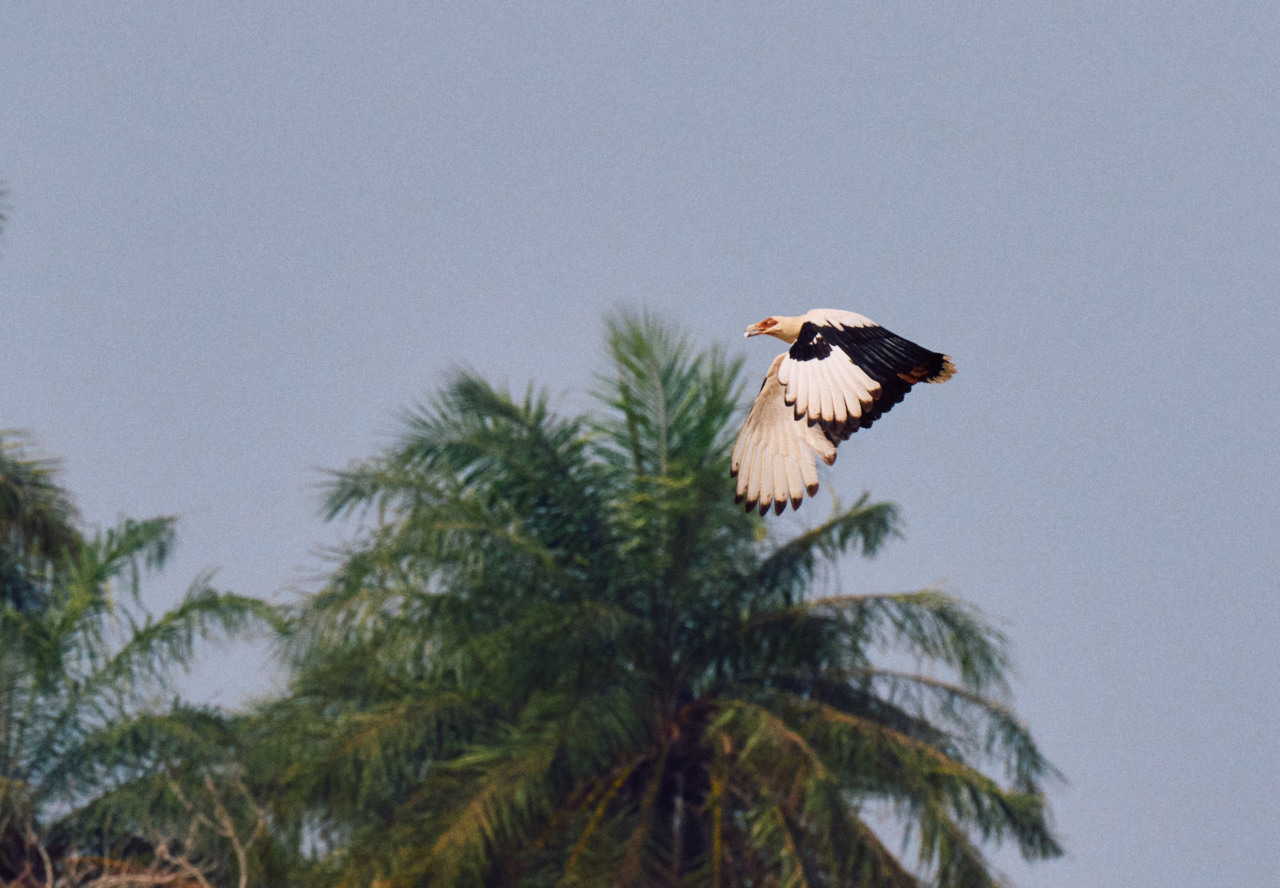 Archipelago Bissagos. See the moment and catche. commercial and reportage