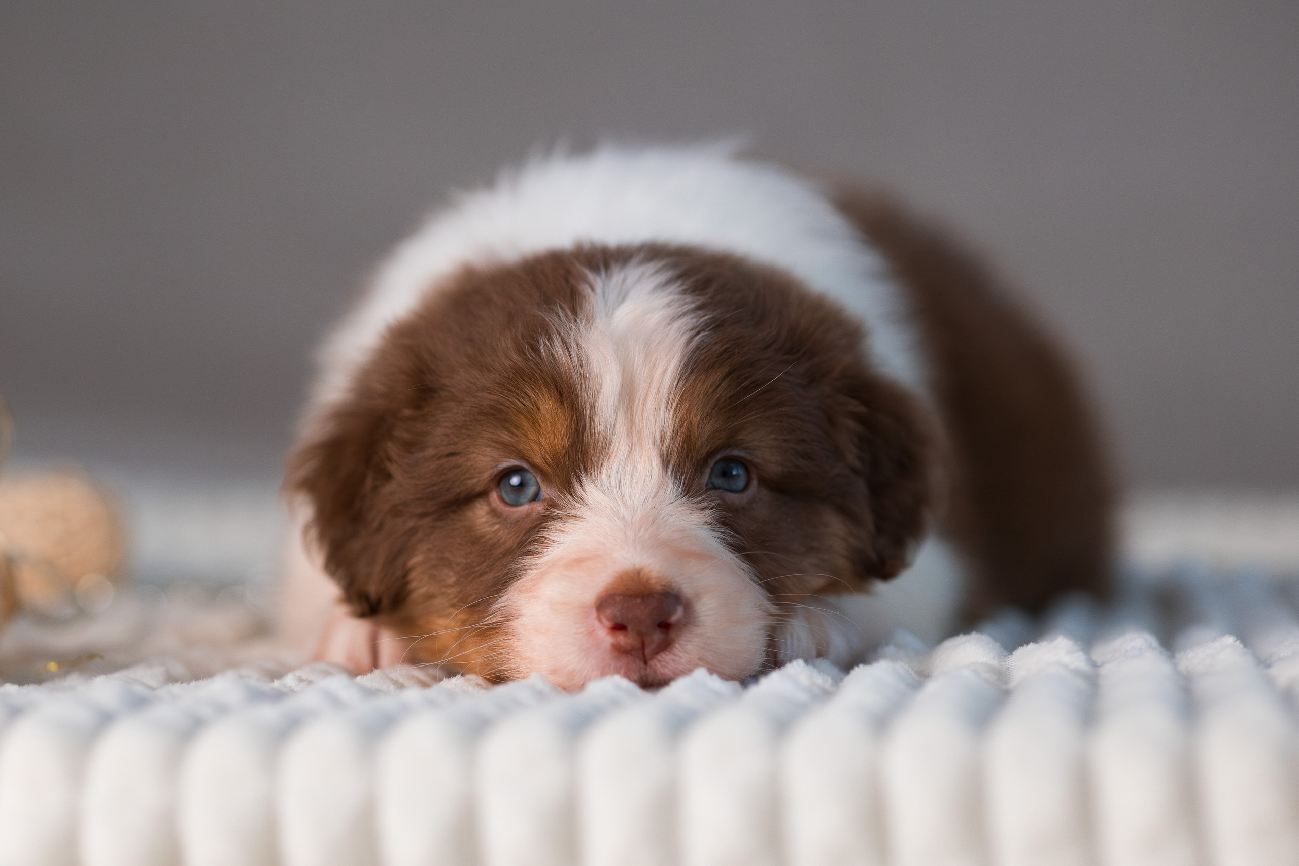 Щенки. Фотограф Яна Матвеева в Ижевске