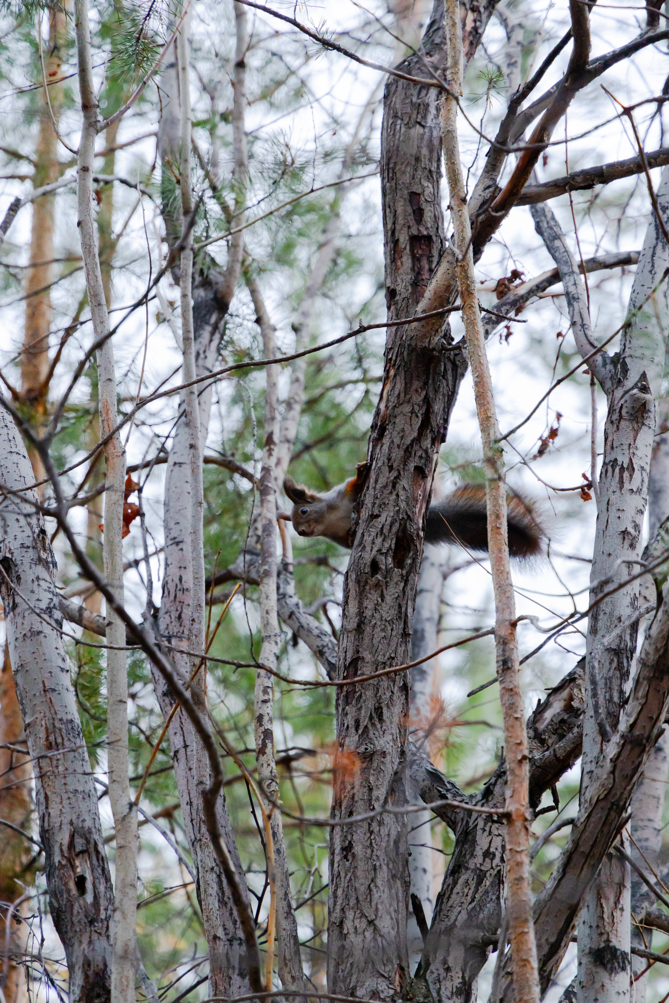 Осень в Сибири 24 год. Фотограф Братск Юлий Дежин