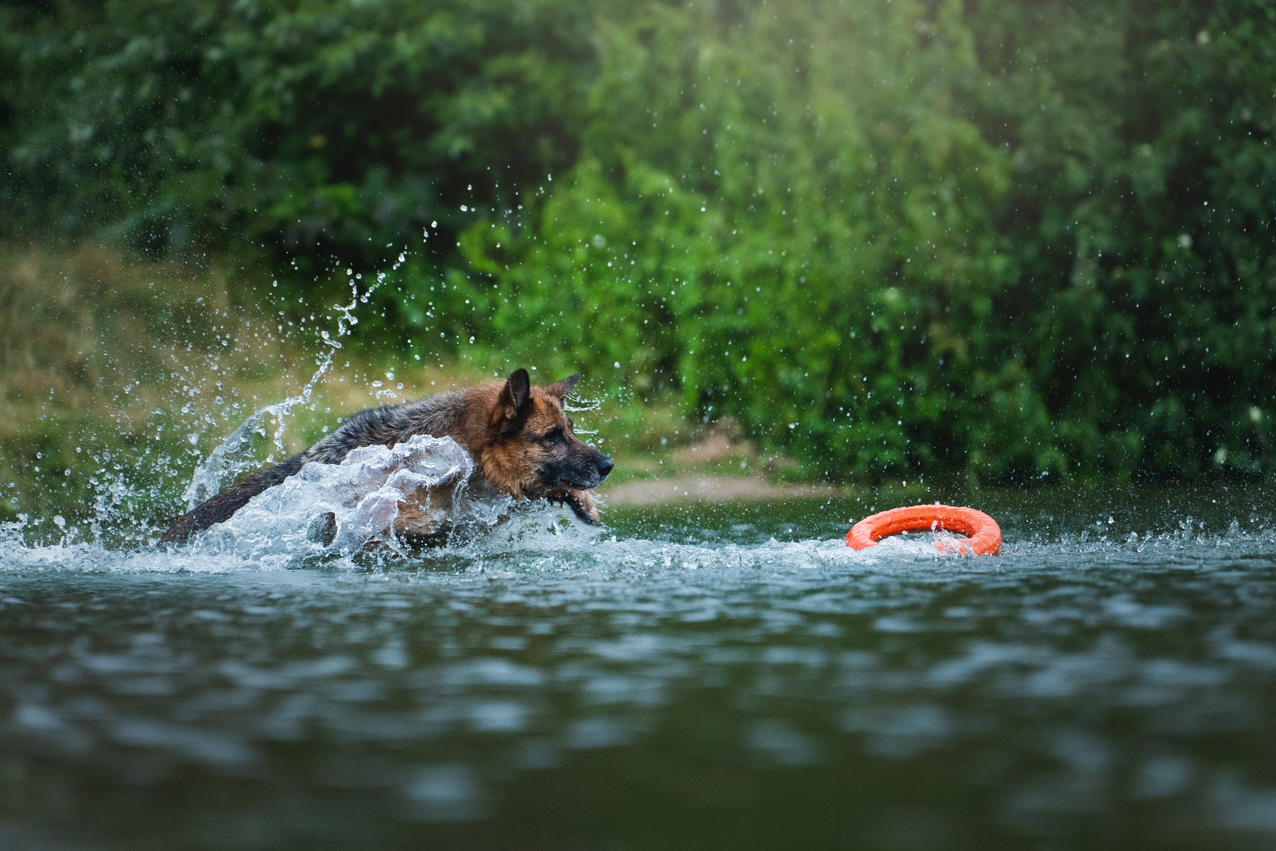 Вика и Фрея. Фотограф анималист в Москве и Санкт-Петербурге Свиридова Анна