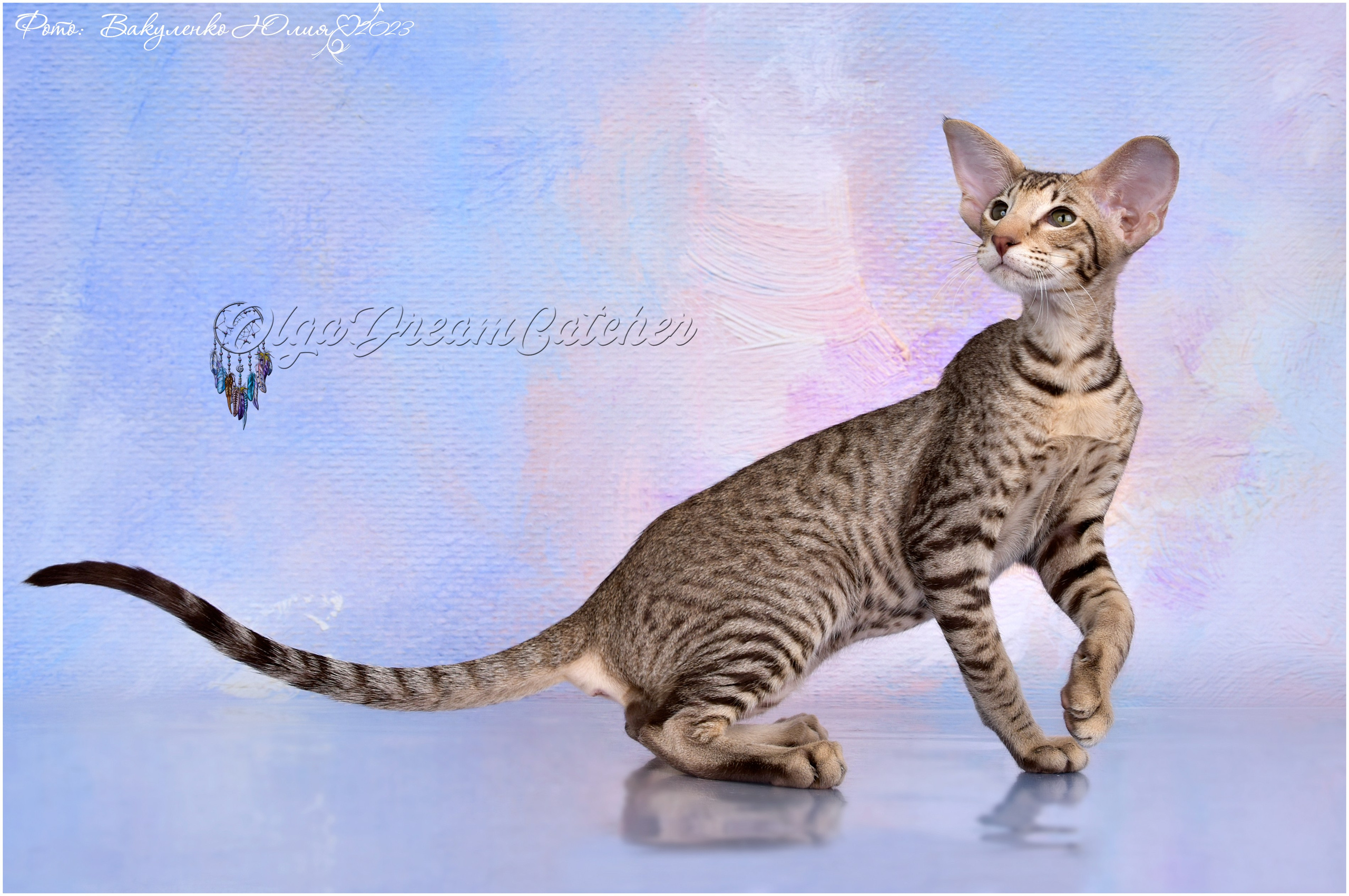 Котята. Фотограф анималист | семейный Юлия Вакуленко, г. Краснодар